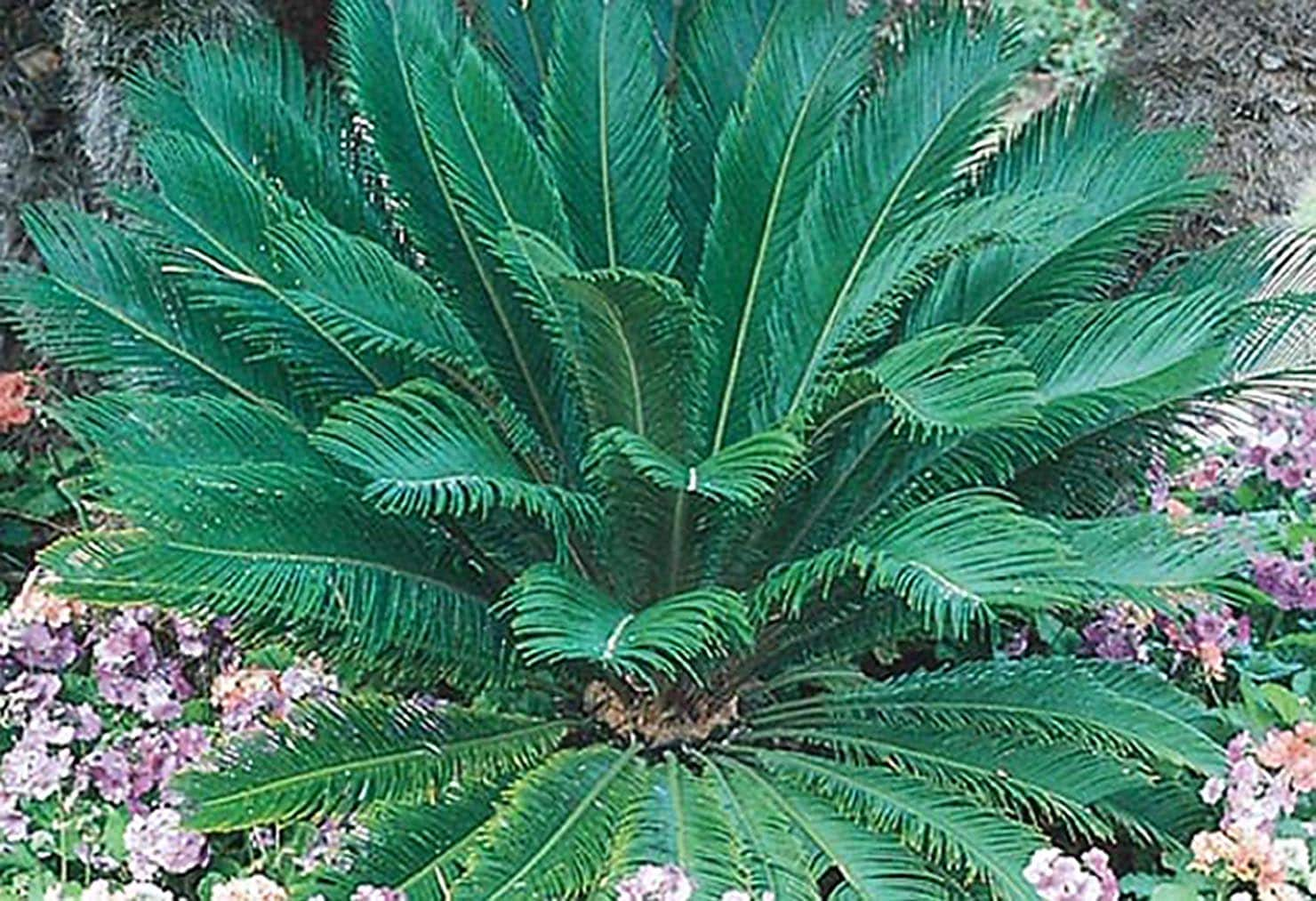 Lowes Sago Palm Prices