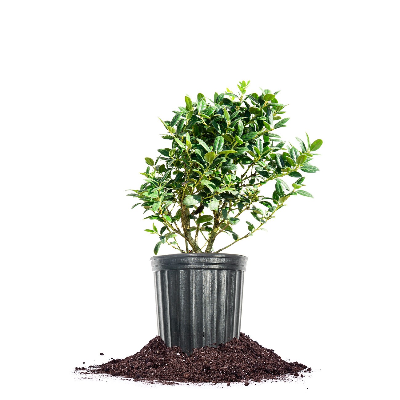 Perfect Plants LODWARFBURFORD1G Dwarf Burford Holly Foundation/Hedge Shrub in 1 -Gallon Pot 1.0 -Pack