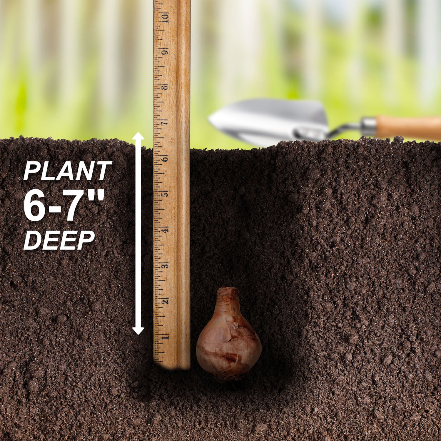 Garden State Bulb ECF-118-25-01 Plant-Bulbs - View #5