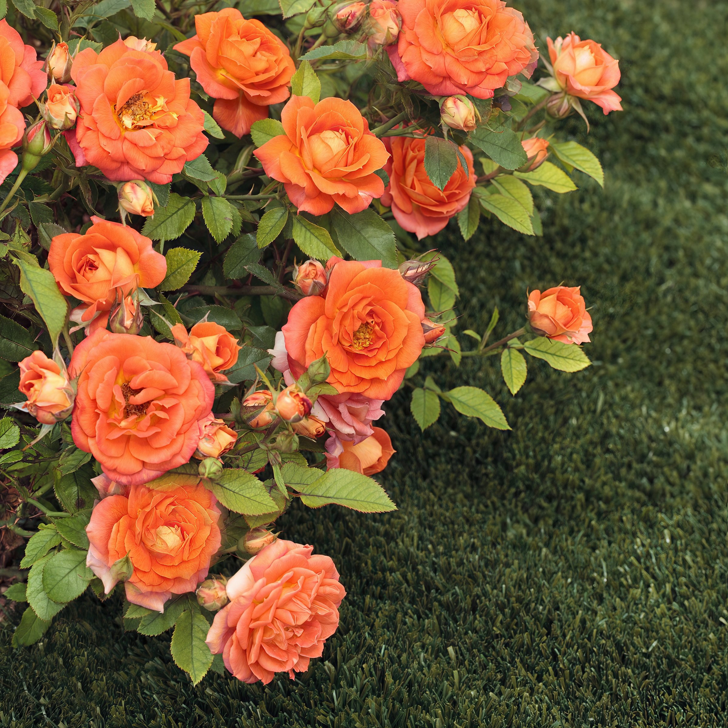 National Plant Network LW2595 roses - View #6