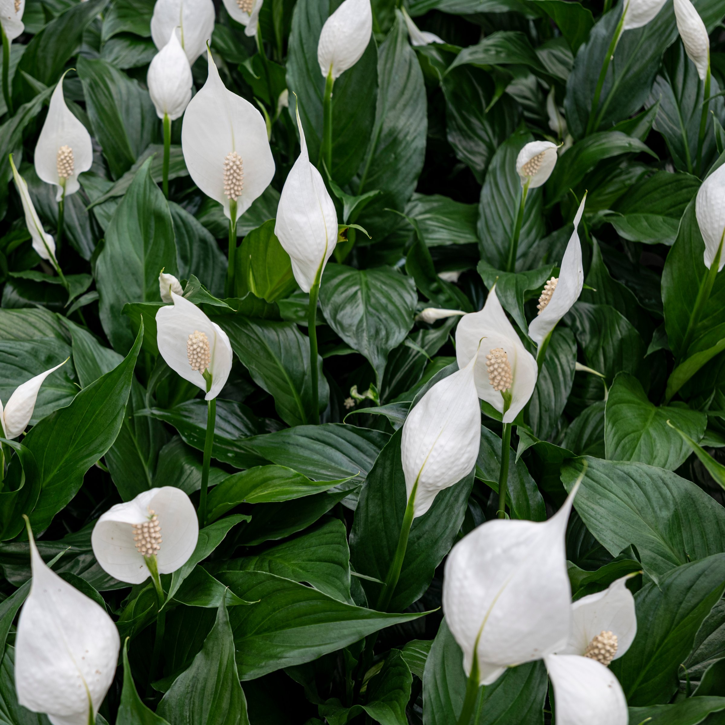 National Plant Network LW2363 hseplants - View #8