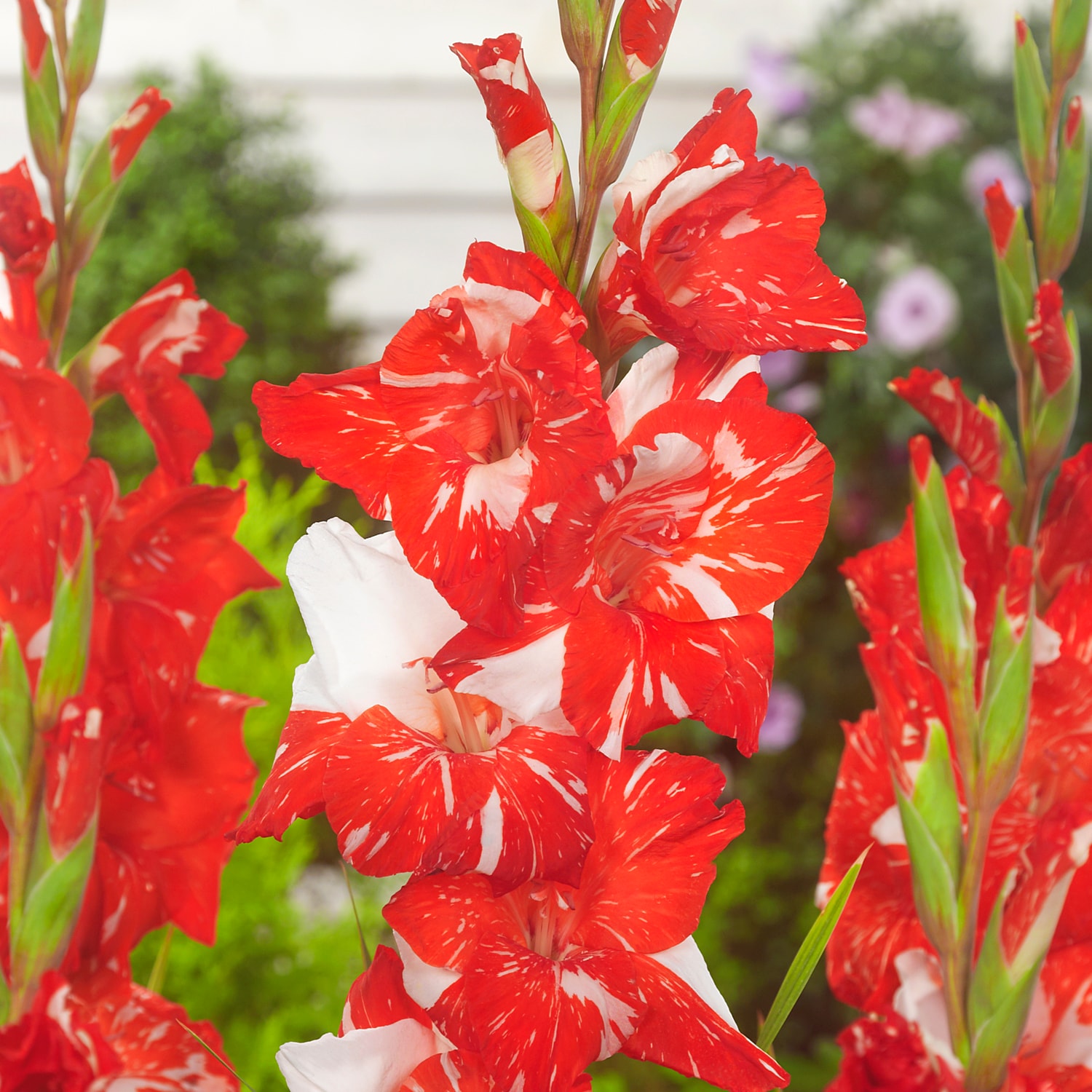 Van Zyverden Multicolor Gladiolus Large Flowering Zizanie Bulbs 12 ...