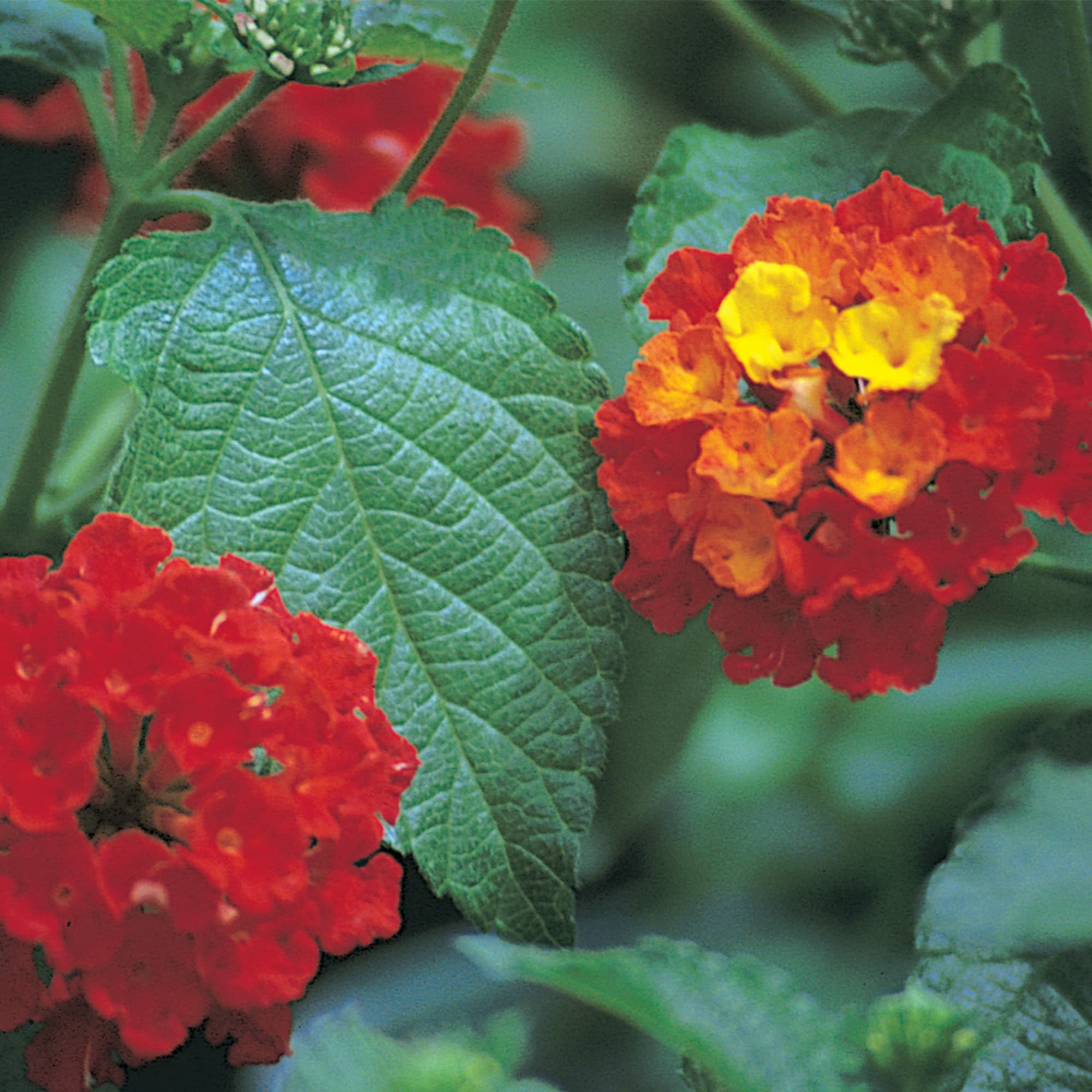 Altman Plants 0881266 annuals - View #5