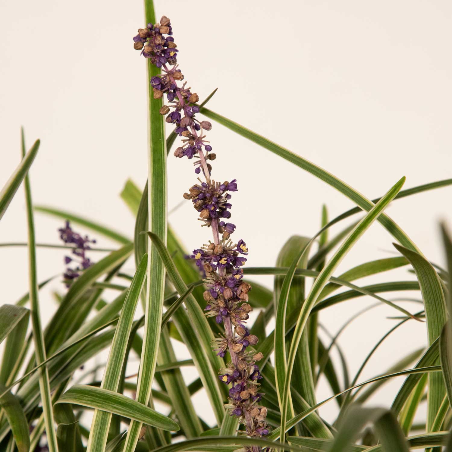 Flowerwood 4009LP (LOWES) Ornamental-Grasses - View #5