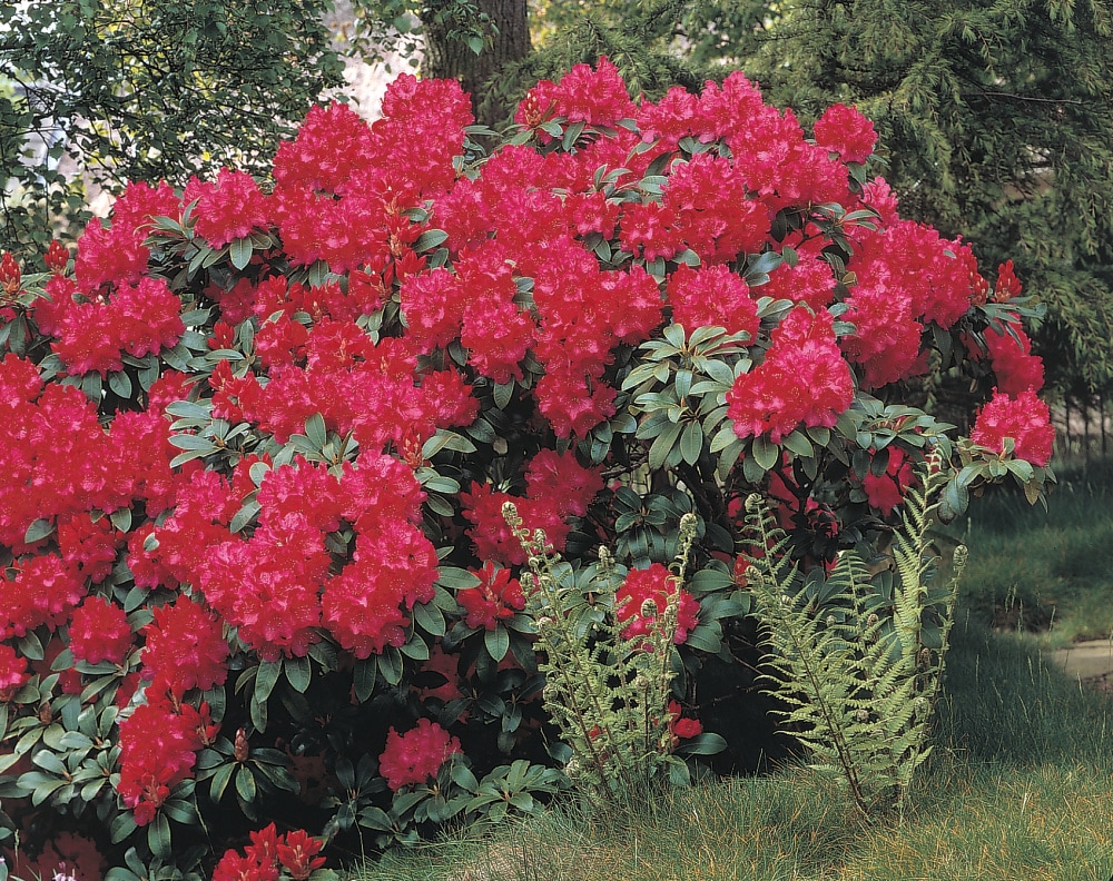 Spring Hill Nurseries 96185 shrubs - View #3