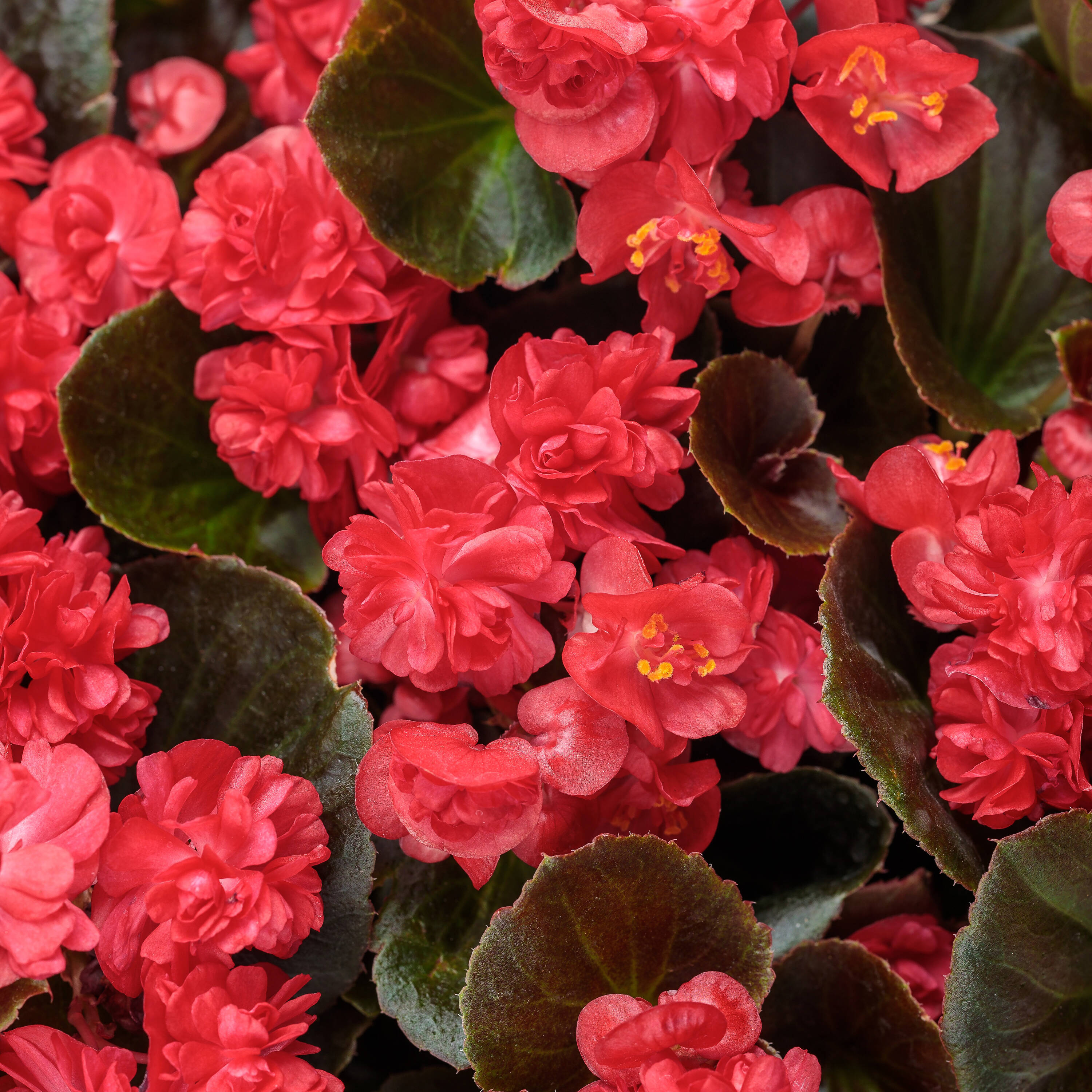 Proven Winners BETPRW2527504 Red Double Up Red Begonia in 4.25-in Plantable Container