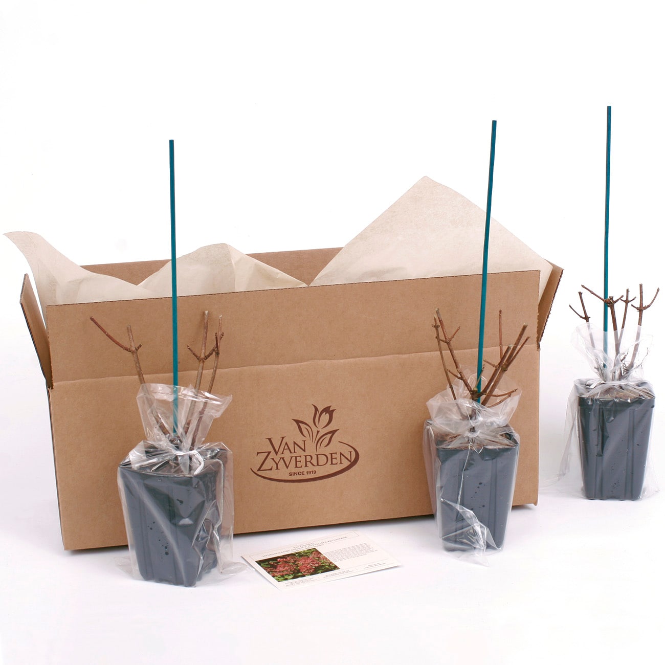 Van Zyverden 82922 Plant-Bulbs - View #8