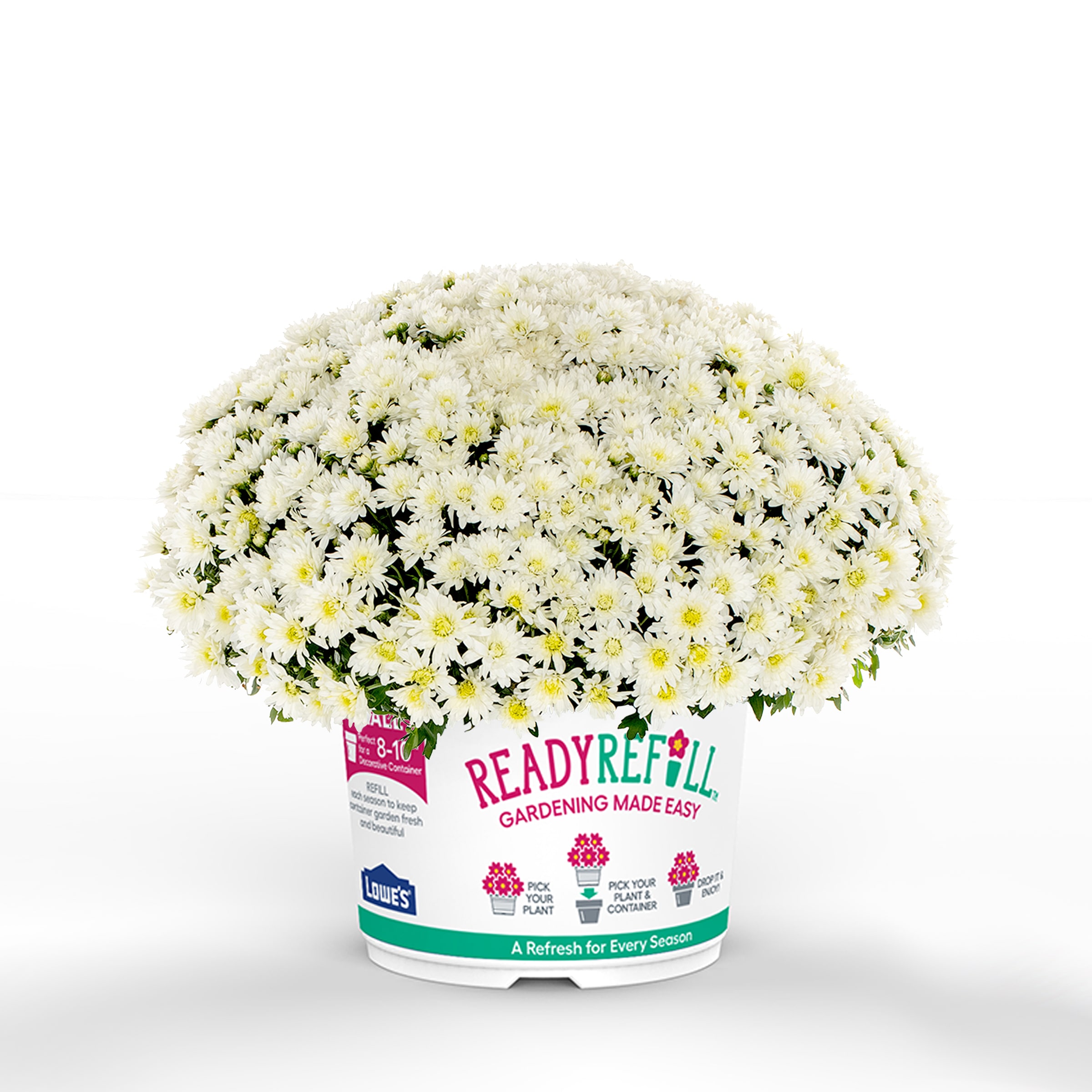 Ready Refill NURSERY White Mums in 2.5-Gallon Pot
