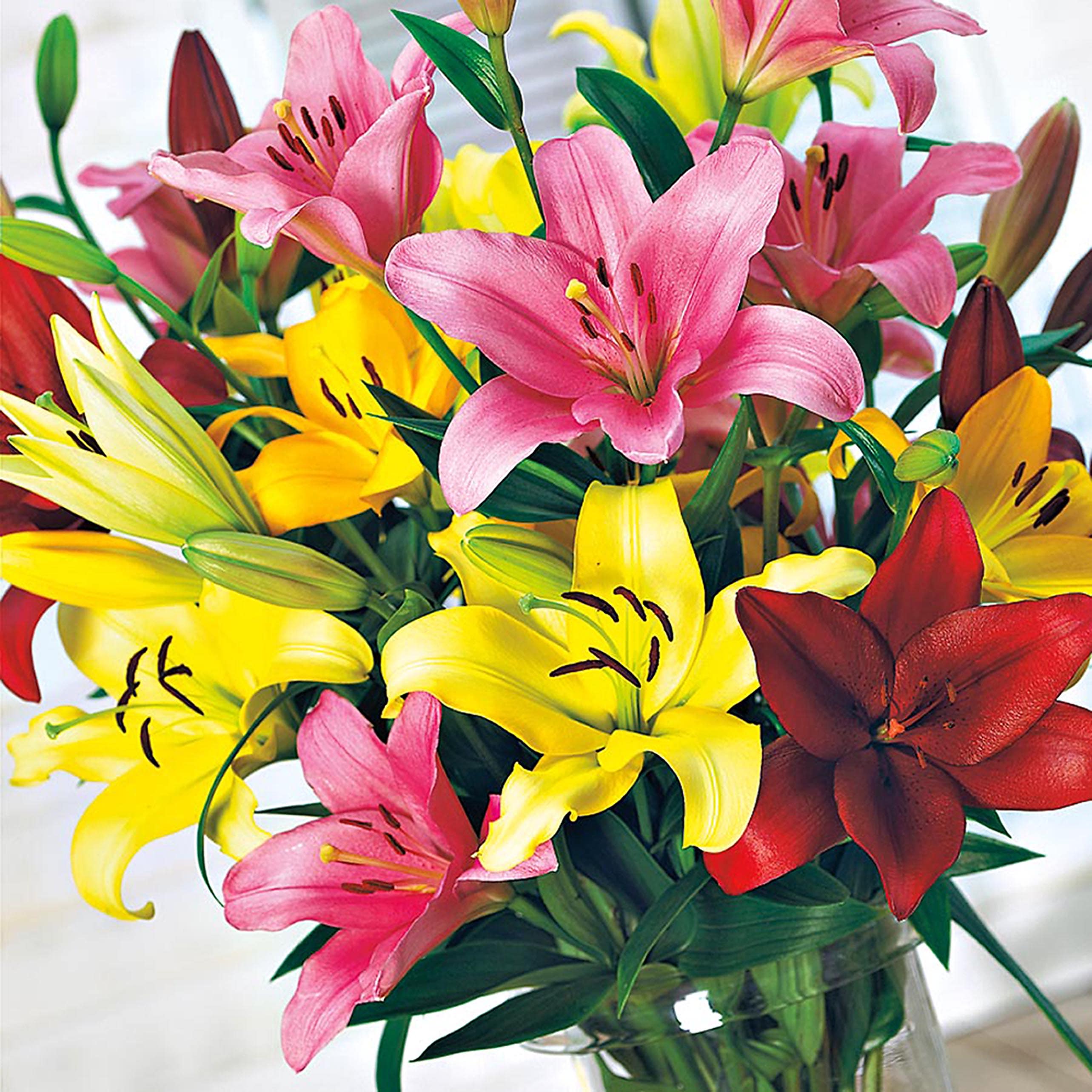 Lowe's 97673 Multicolor Asiatic Lily Plant in -Quart Pot