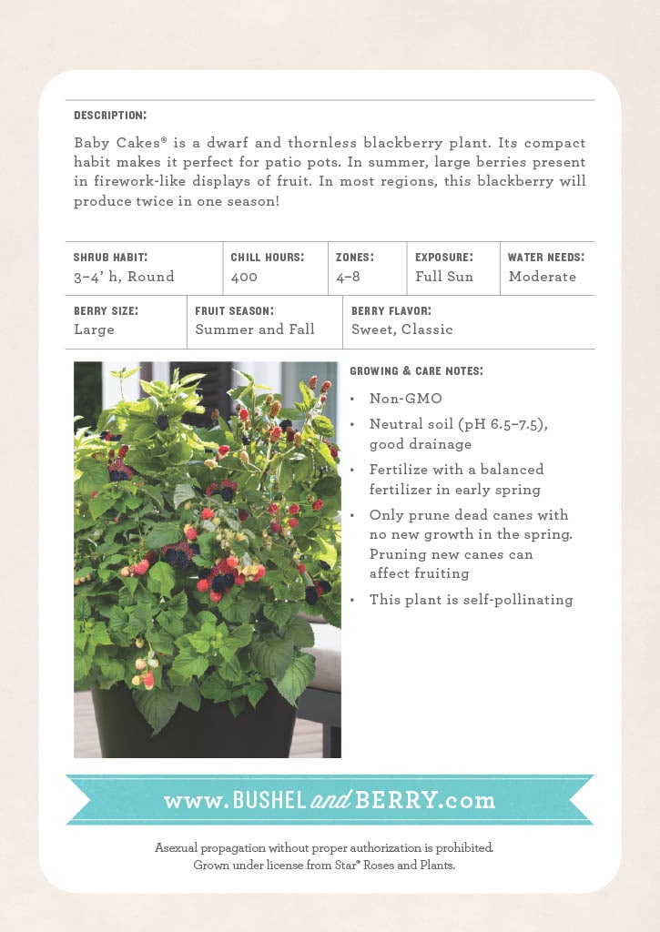 National Plant Network LW1015 Fruit-Plants - View #7