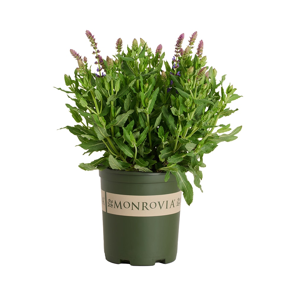 Monrovia - 2.6 -Quart Purple Sage Apex Blue Meadow 1 -Pack - Low Maintenance
