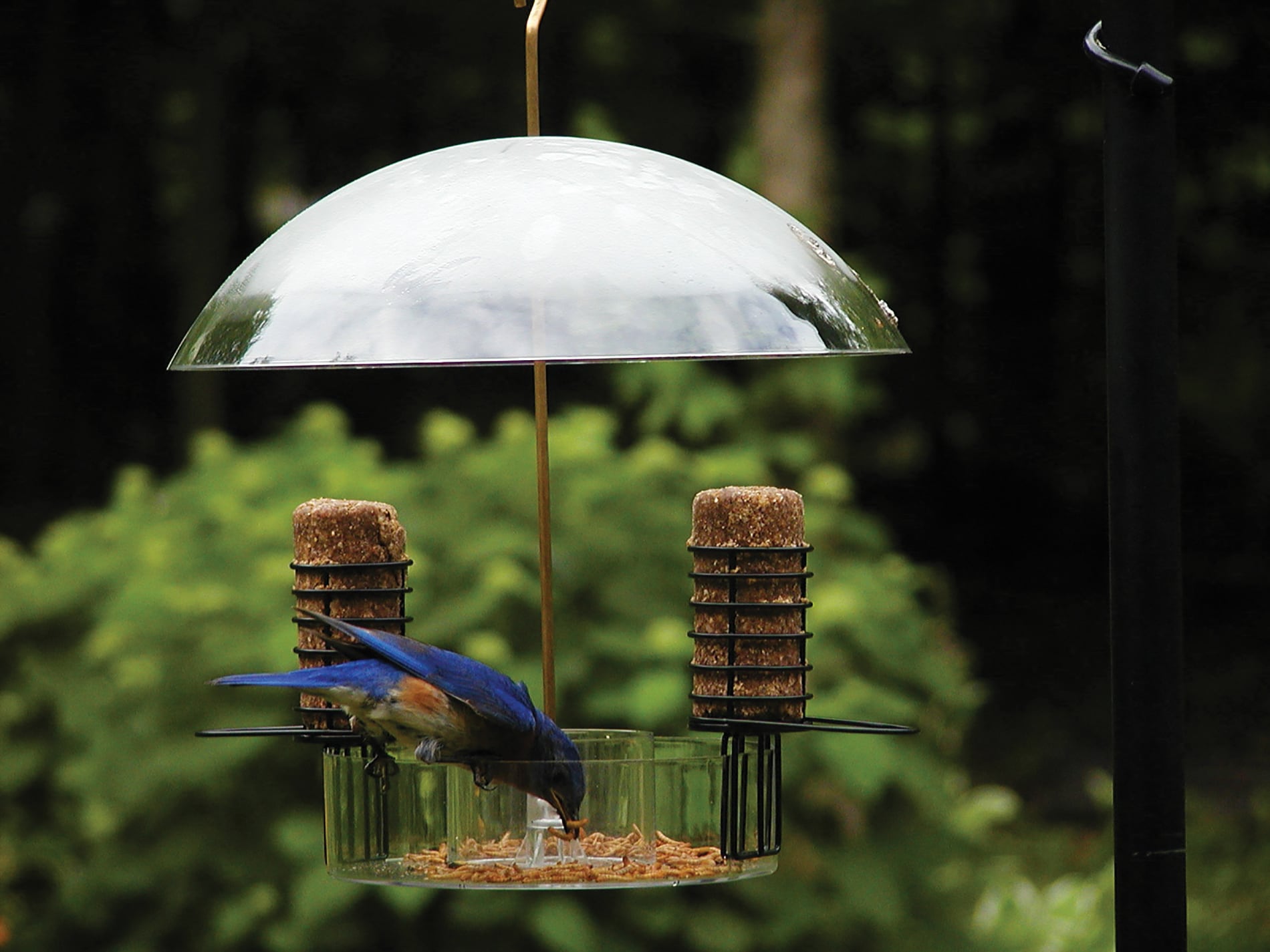 BIRDS CHOICE NP3005 Bird-Feeder-Accessories - View #8