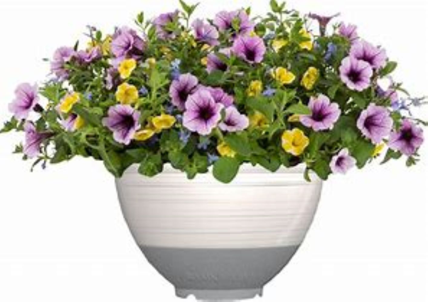 Lowe's NURSERY annuals - View #3