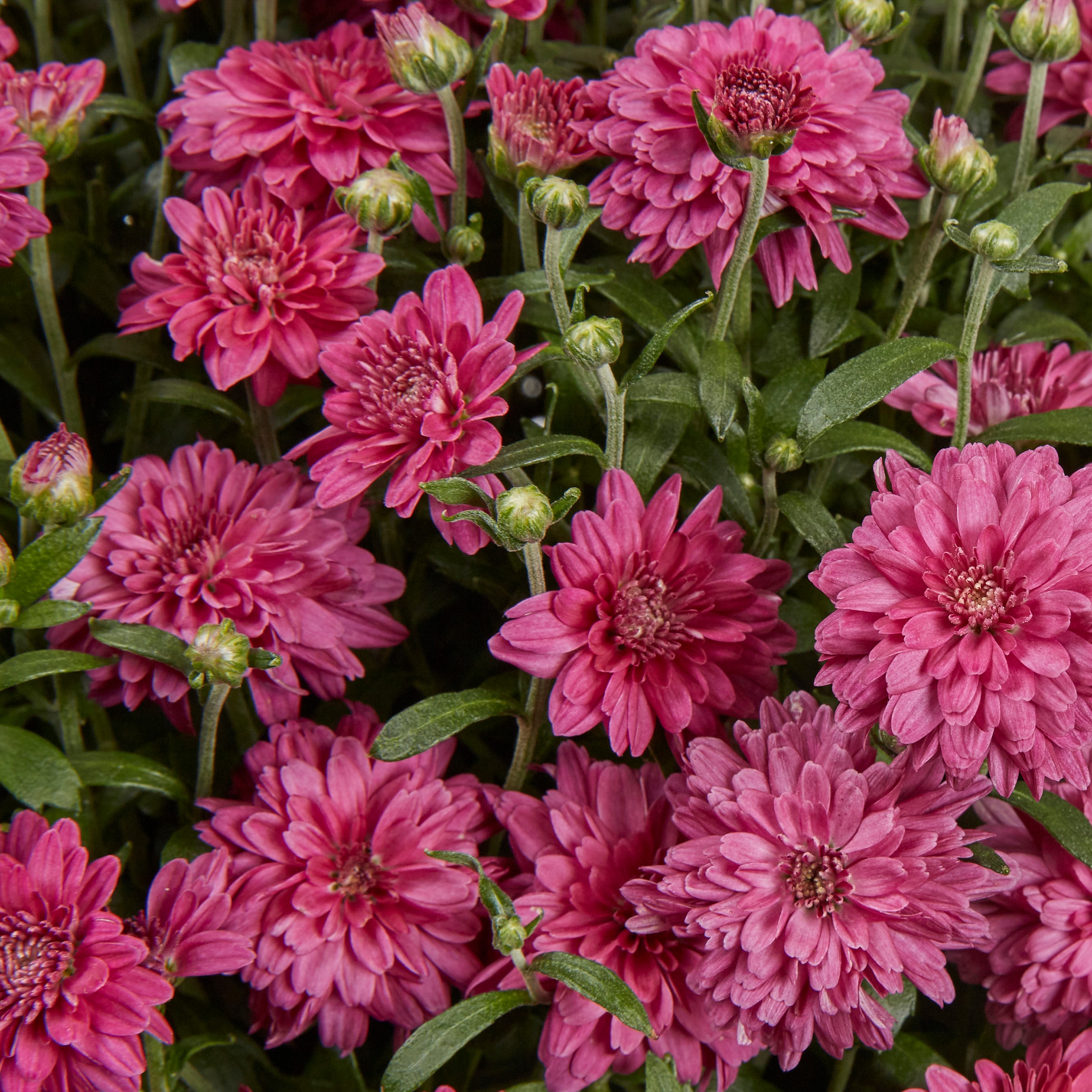 Lowe's NURSERY annuals - View #2