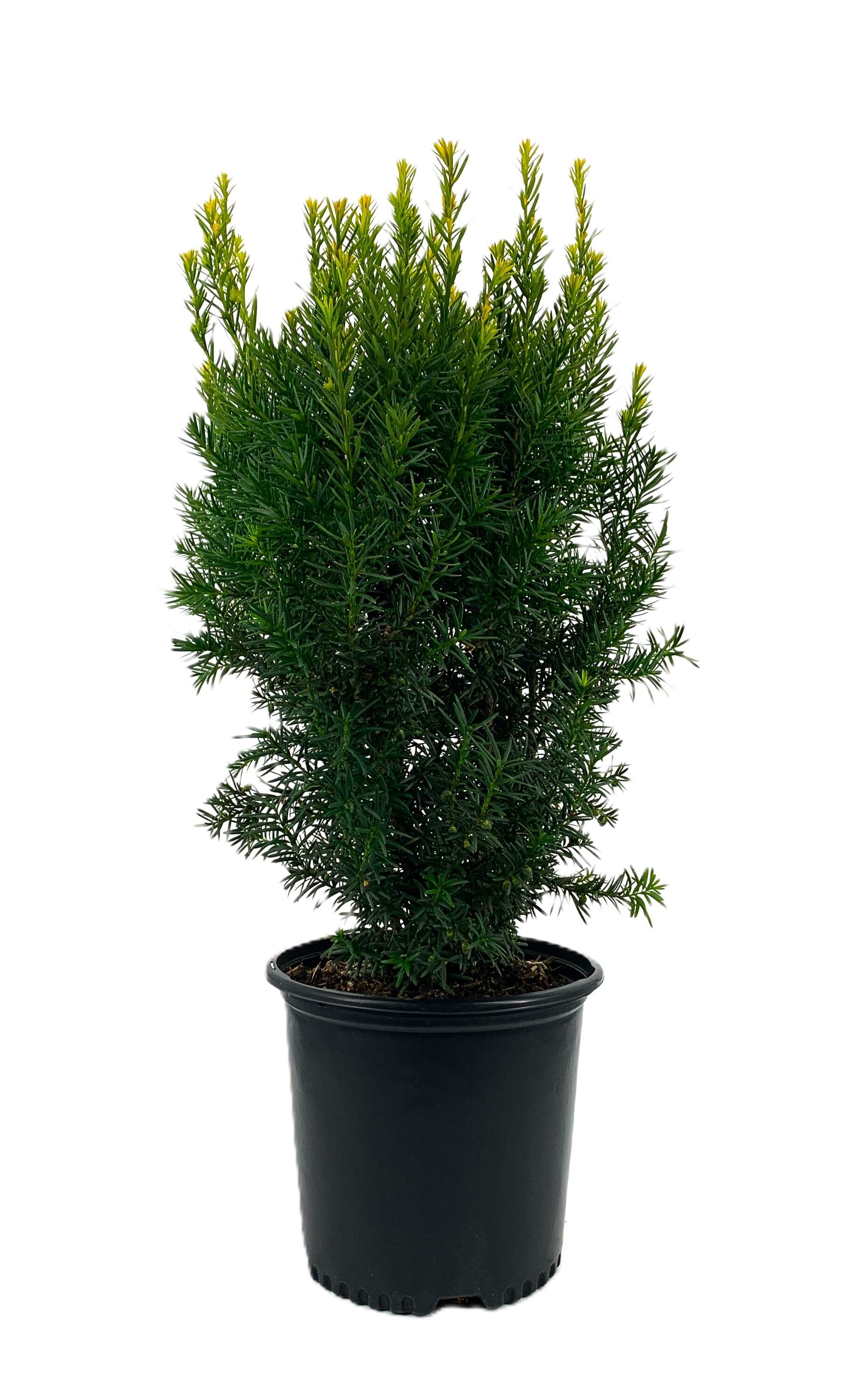 Hicks Yew Foundation/Hedge Shrub in 2.25-Gallon Pot at Lowes.com