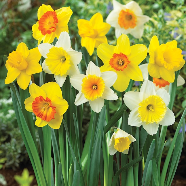 Van Zyverden Multicolor Daffodils Trumpet and Cupped Mixture Bulbs Bagged  15-Count in the Plant Bulbs department at