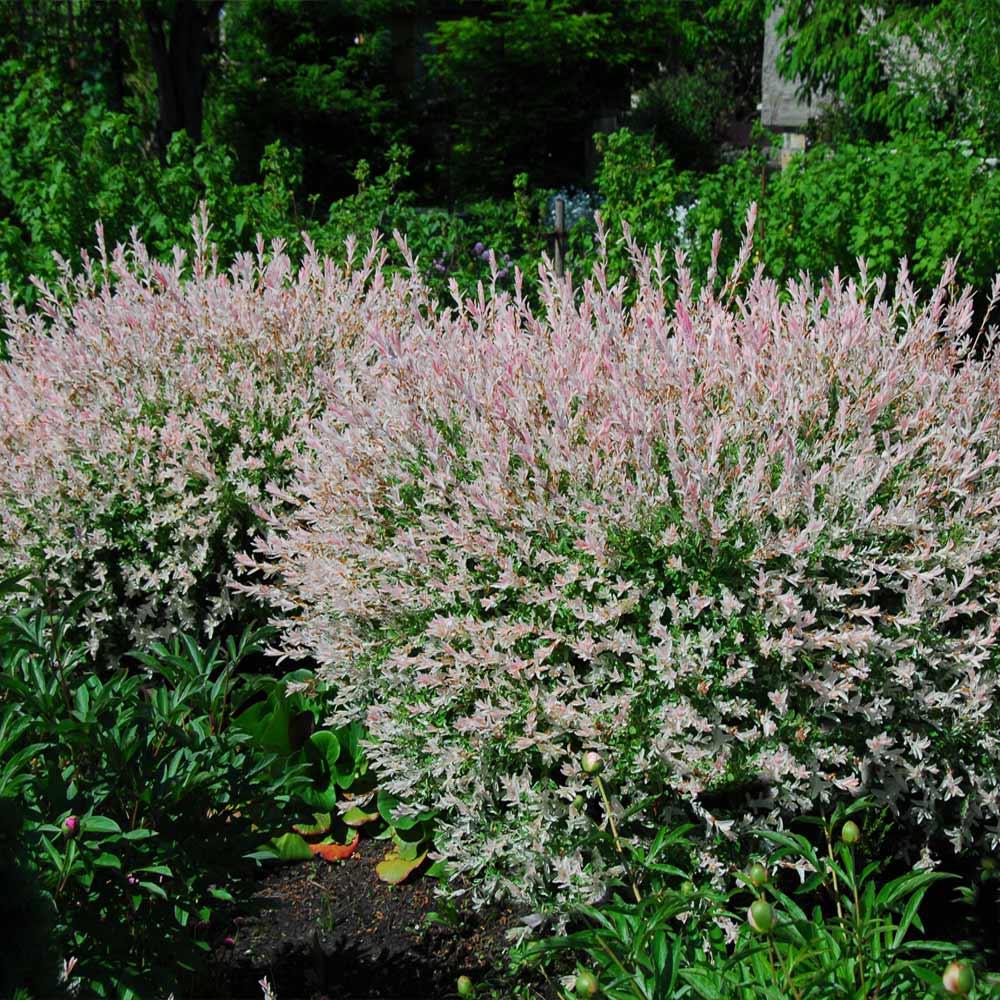 Brighter Blooms WIL-TRI2 shrubs - View #2