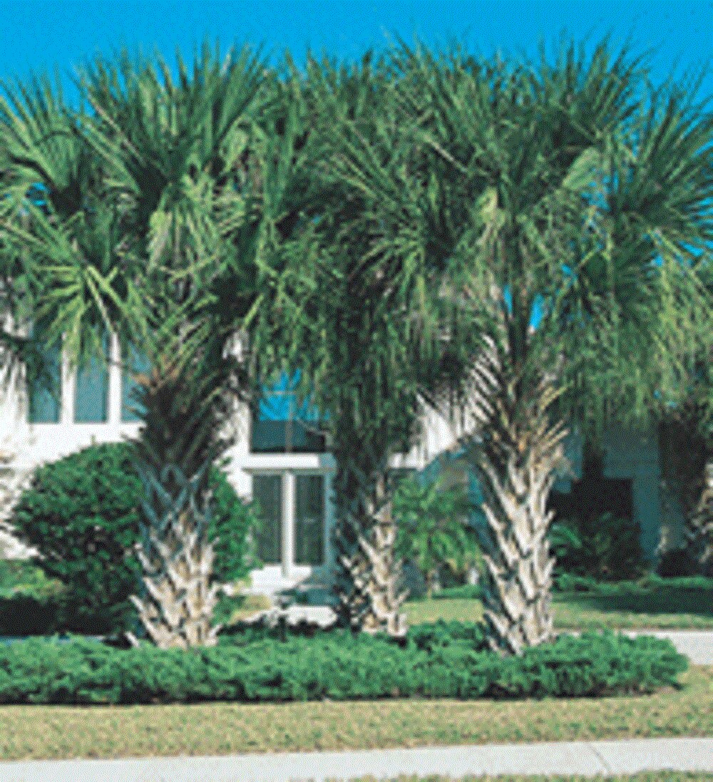  1332849 45-Gallon Sabal in Pot (L22586)