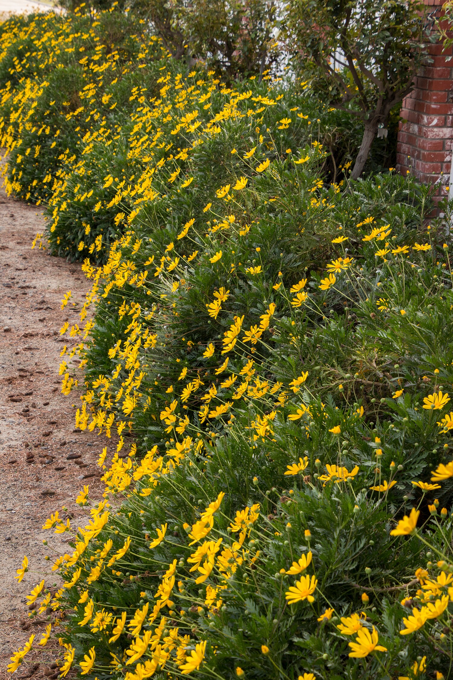 Monrovia 035572PT annuals - View #2