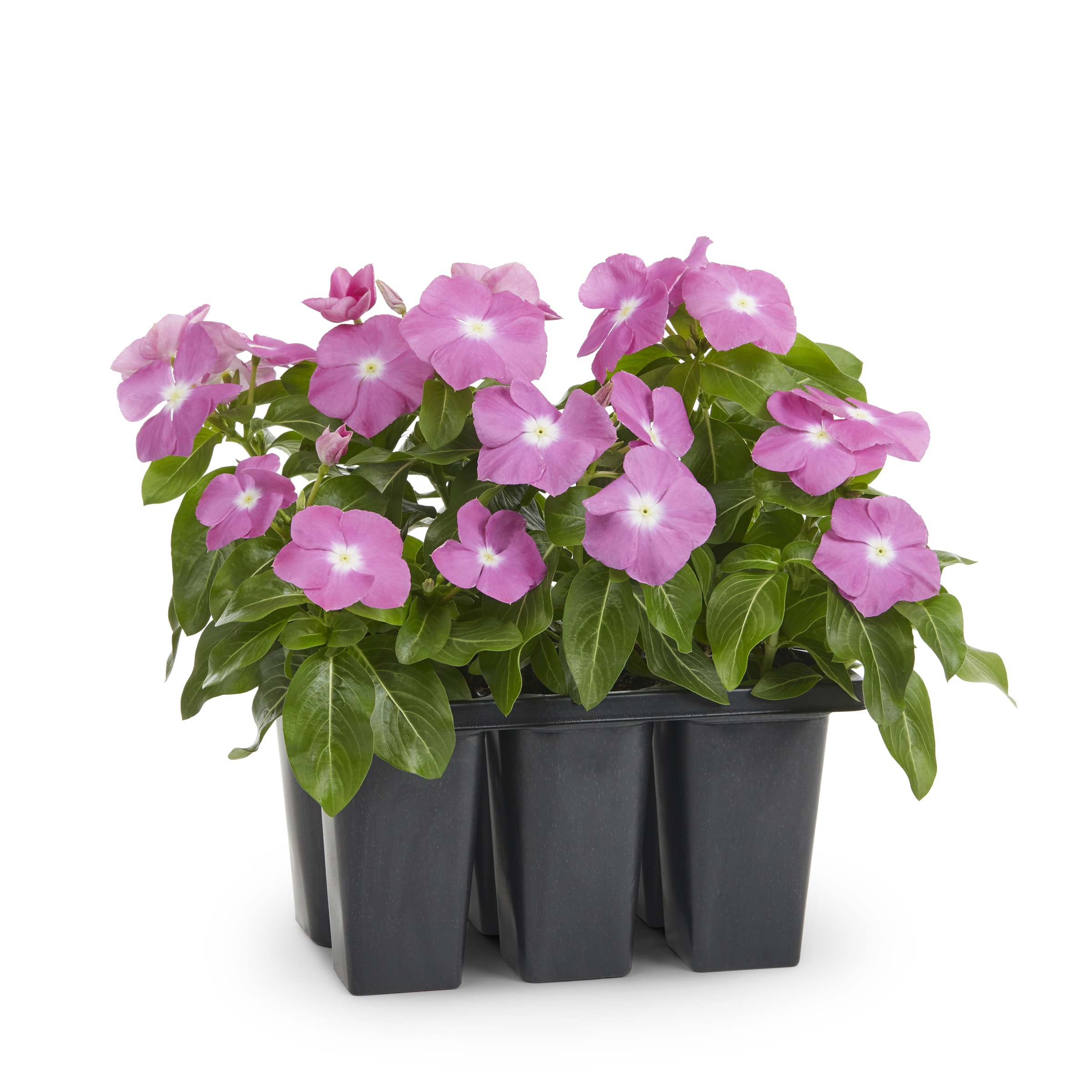 Lowe's Multicolor Vinca in 6-Pack Tray in the Annuals department at ...