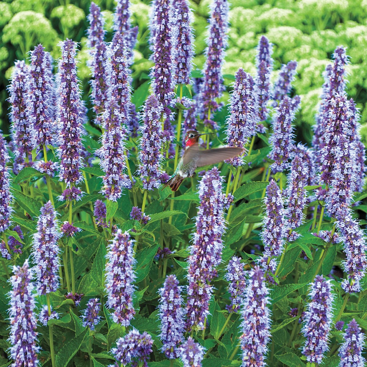 Direct Gardening 98202 perennials - View #3