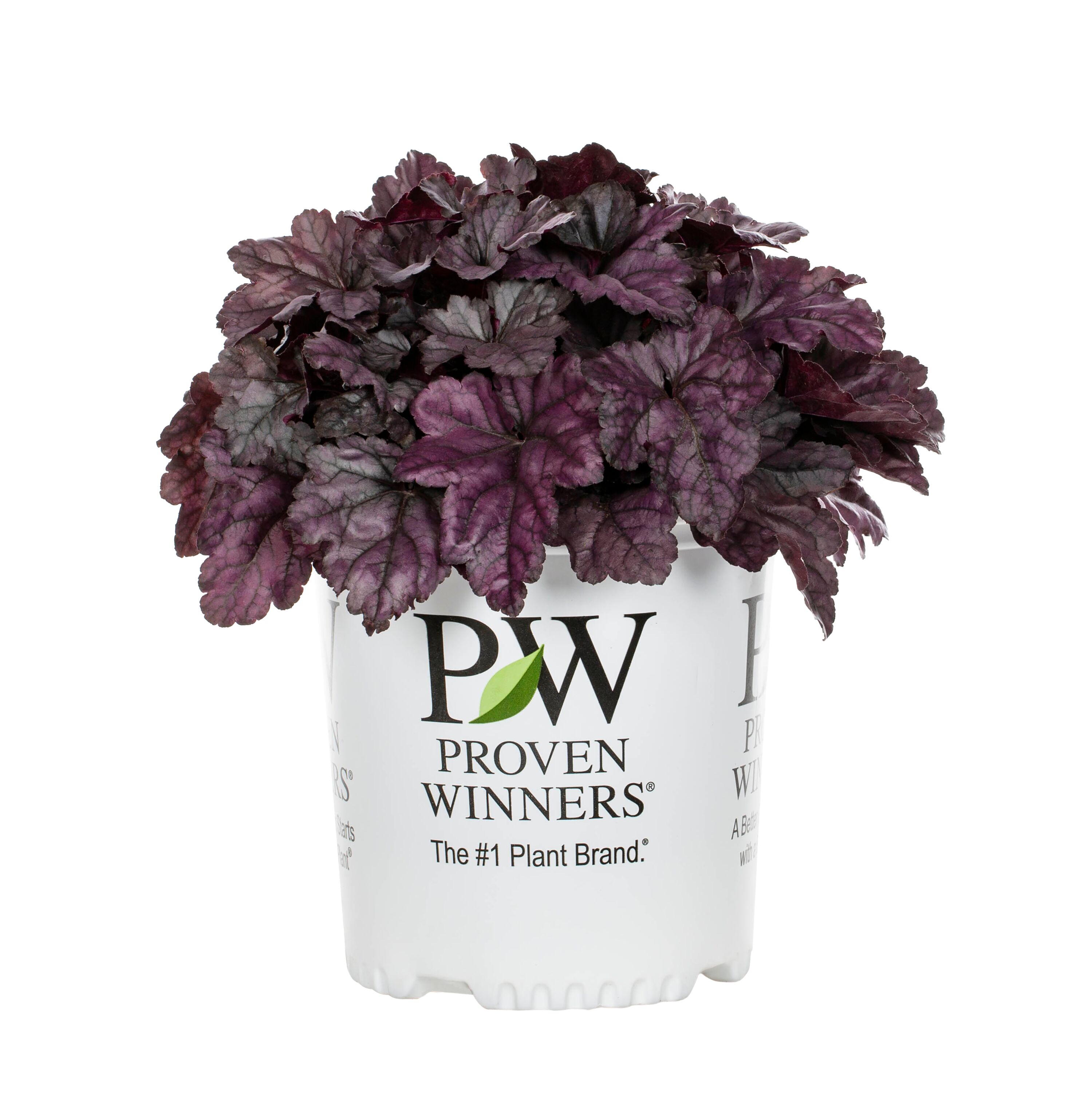 Proven Winners 4547 perennials - View #4