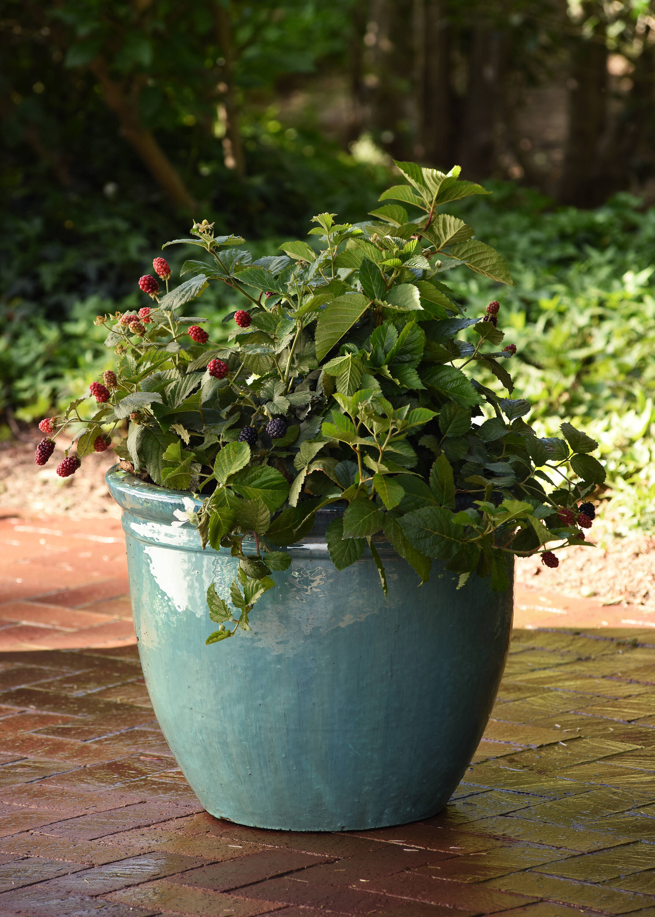 Bushel and Berry O803802 Fruit-Plants - View #4