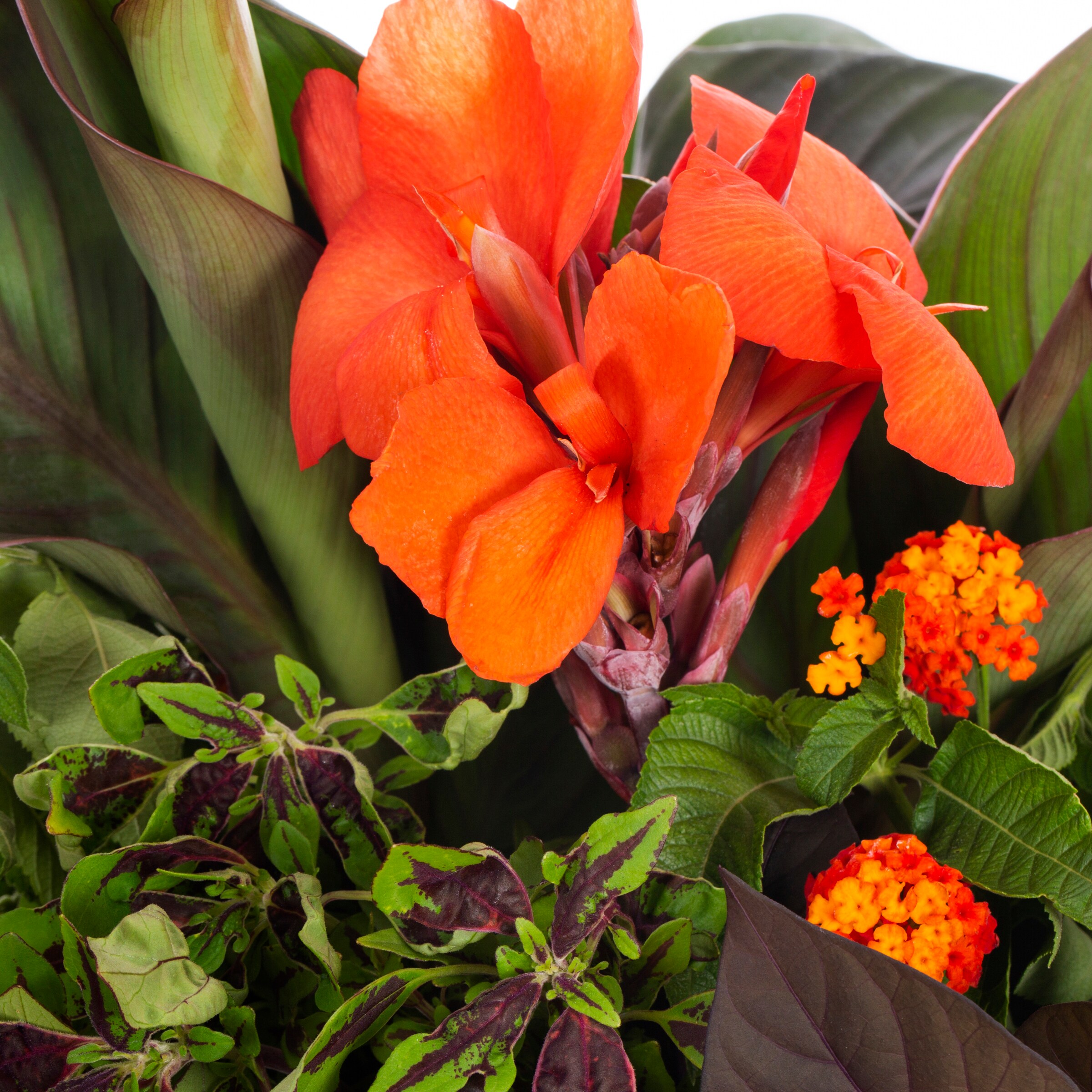Lowe's NURSERY annuals - View #2