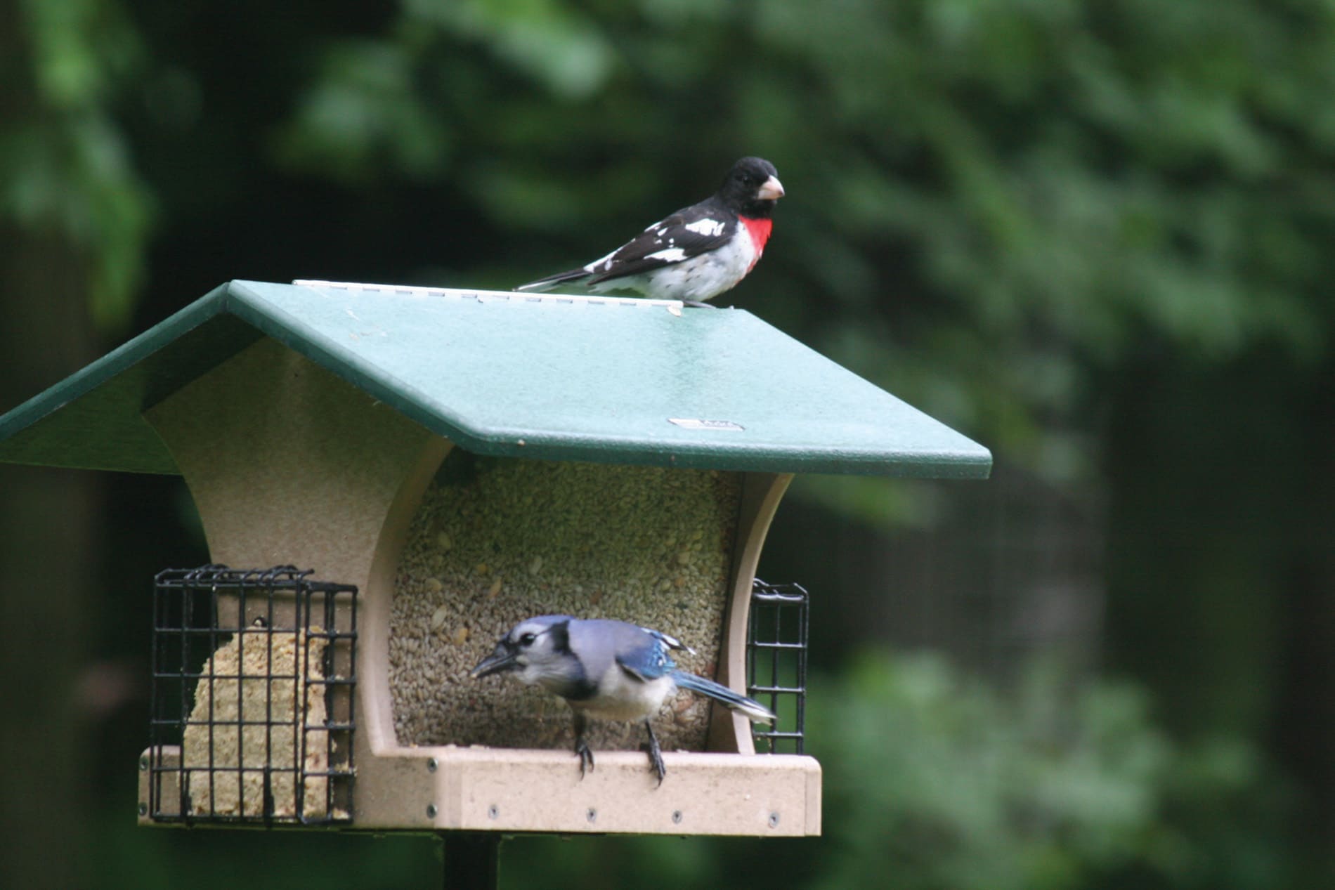 BIRDS CHOICE SN200-S Bird-Feeders - View #8