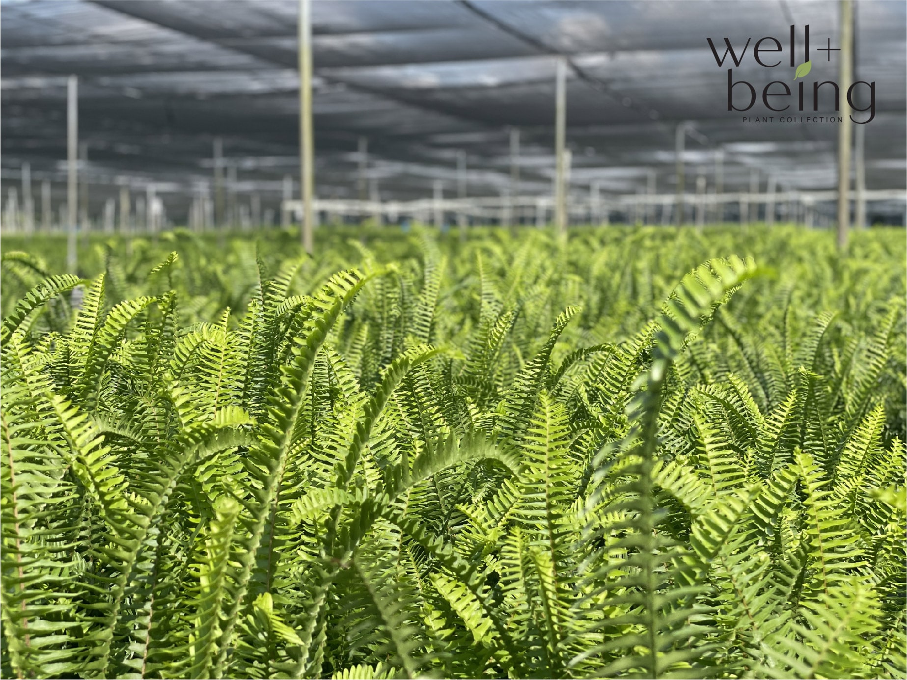 2326 hseplants - View #4