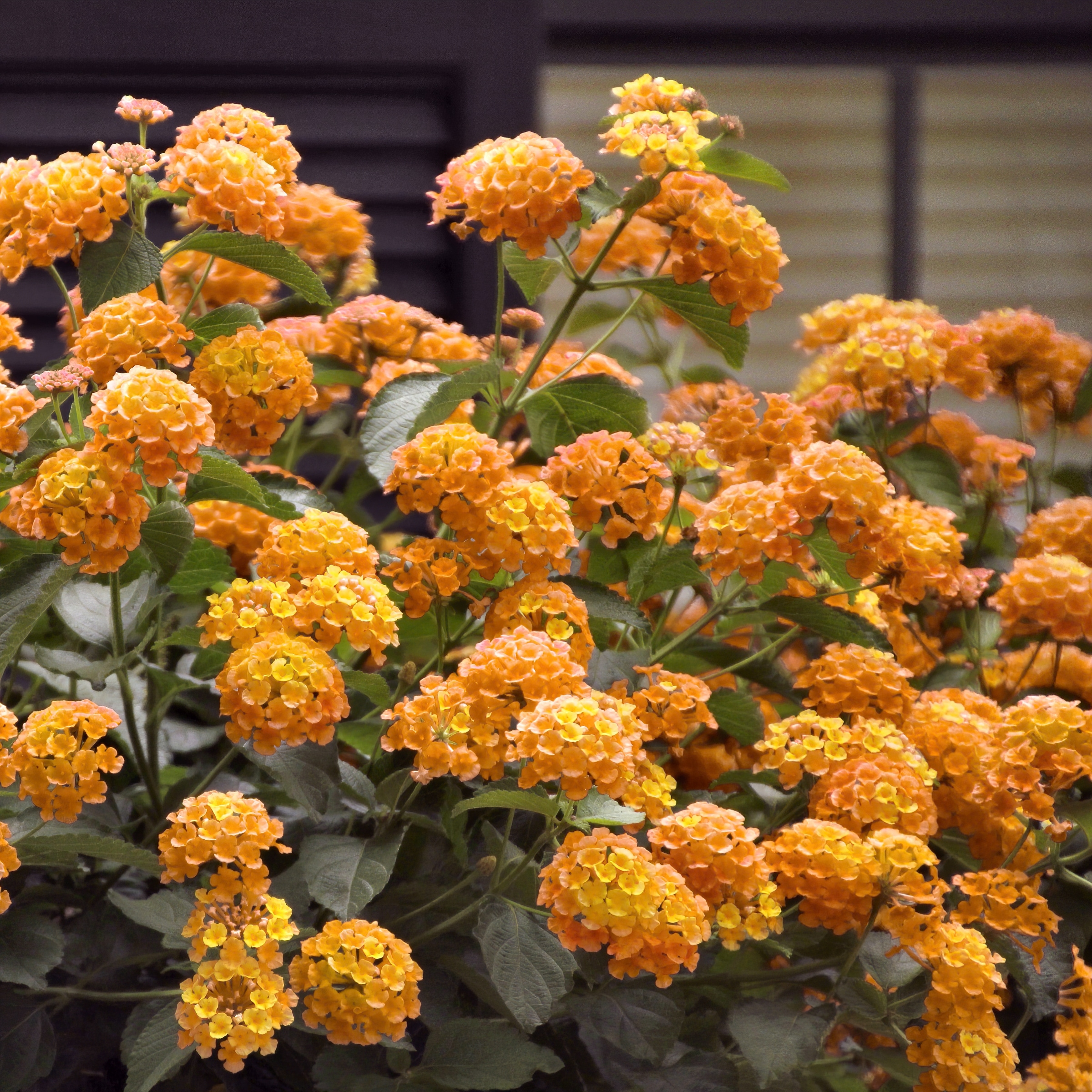 National Plant Network LW1569 annuals - View #5