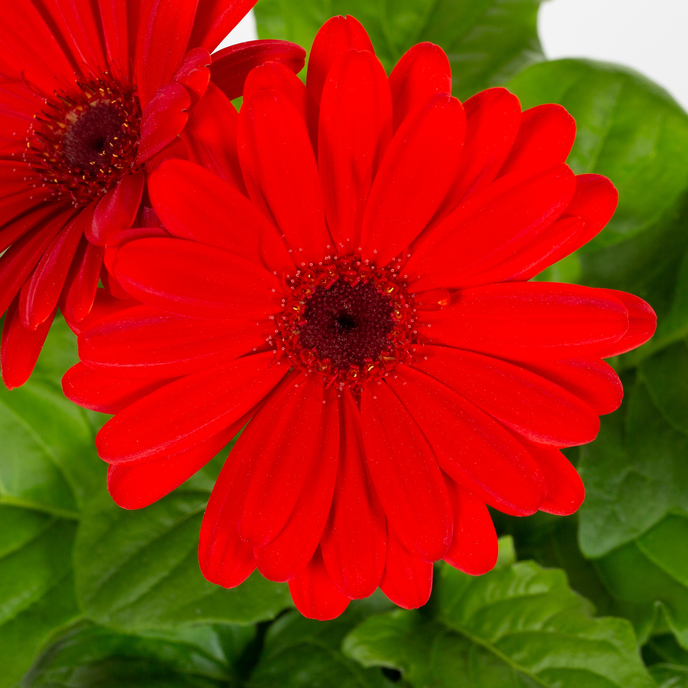 Lowe's 411879 annuals - View #6