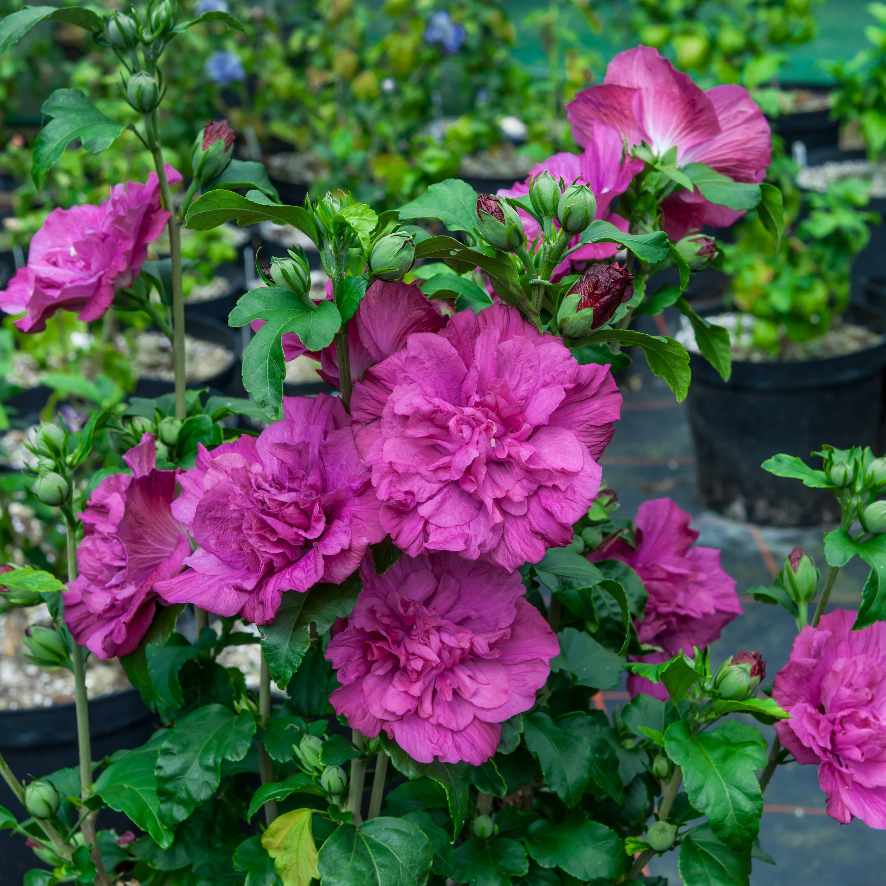 Proven Winners HIBPRC2146101 shrubs - View #3
