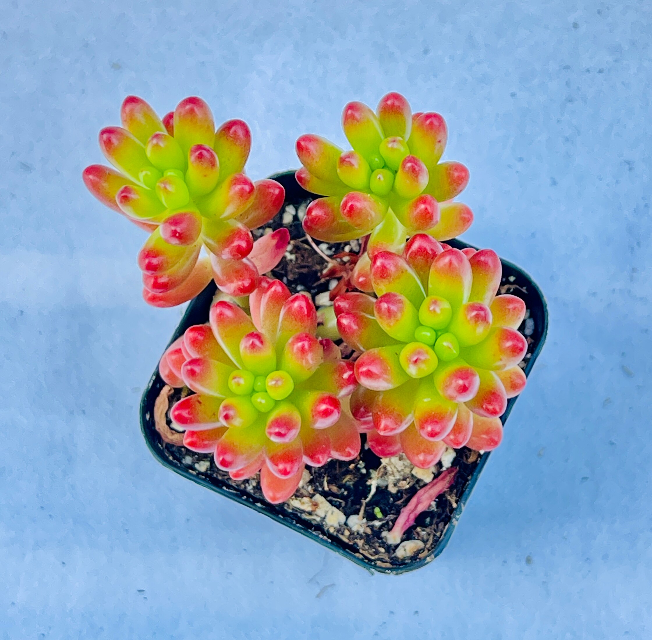 MiniEpic OP-LS-17 hseplants - View #6
