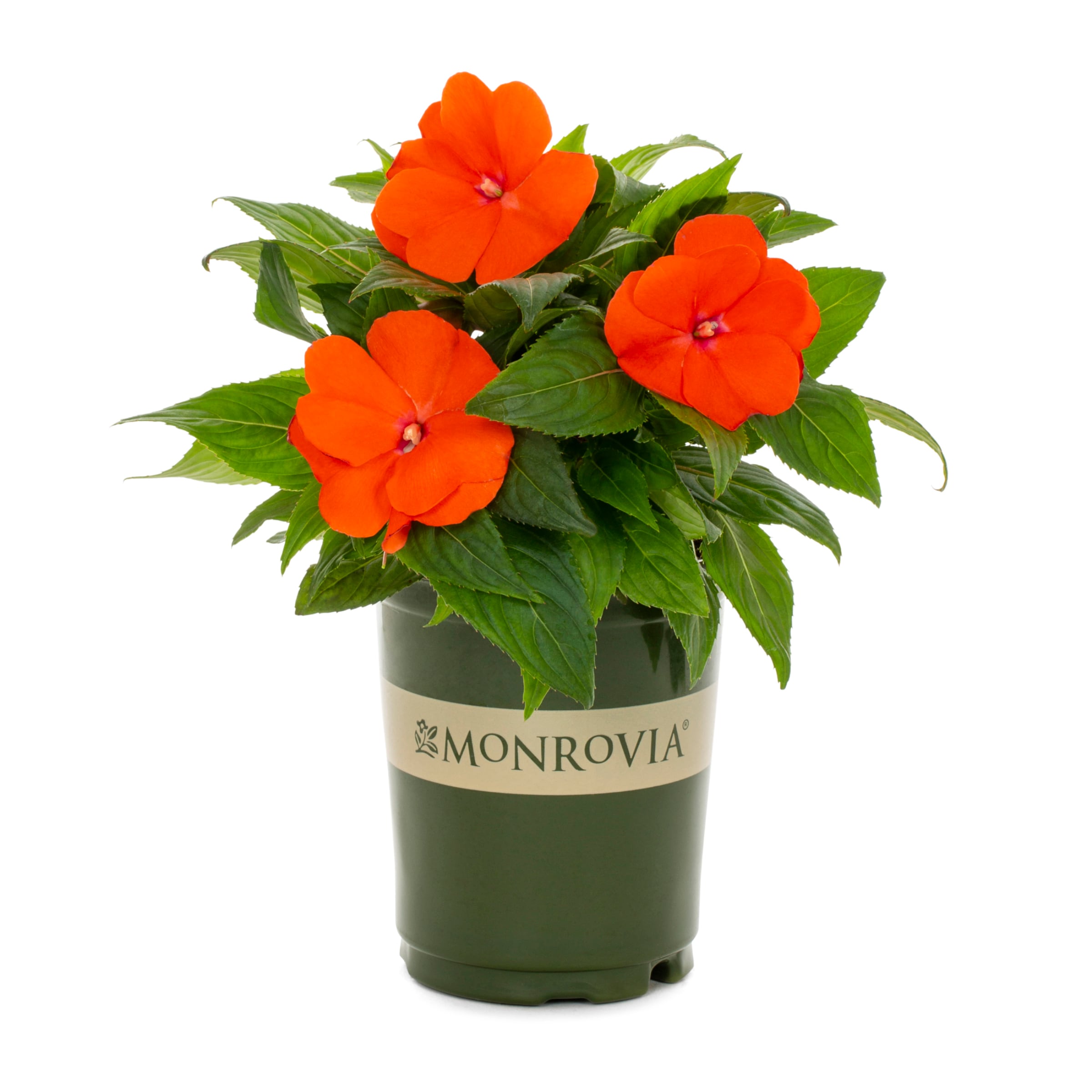 Monrovia 189299 Multicolor New Guinea Impatiens in 1-Quart Pot