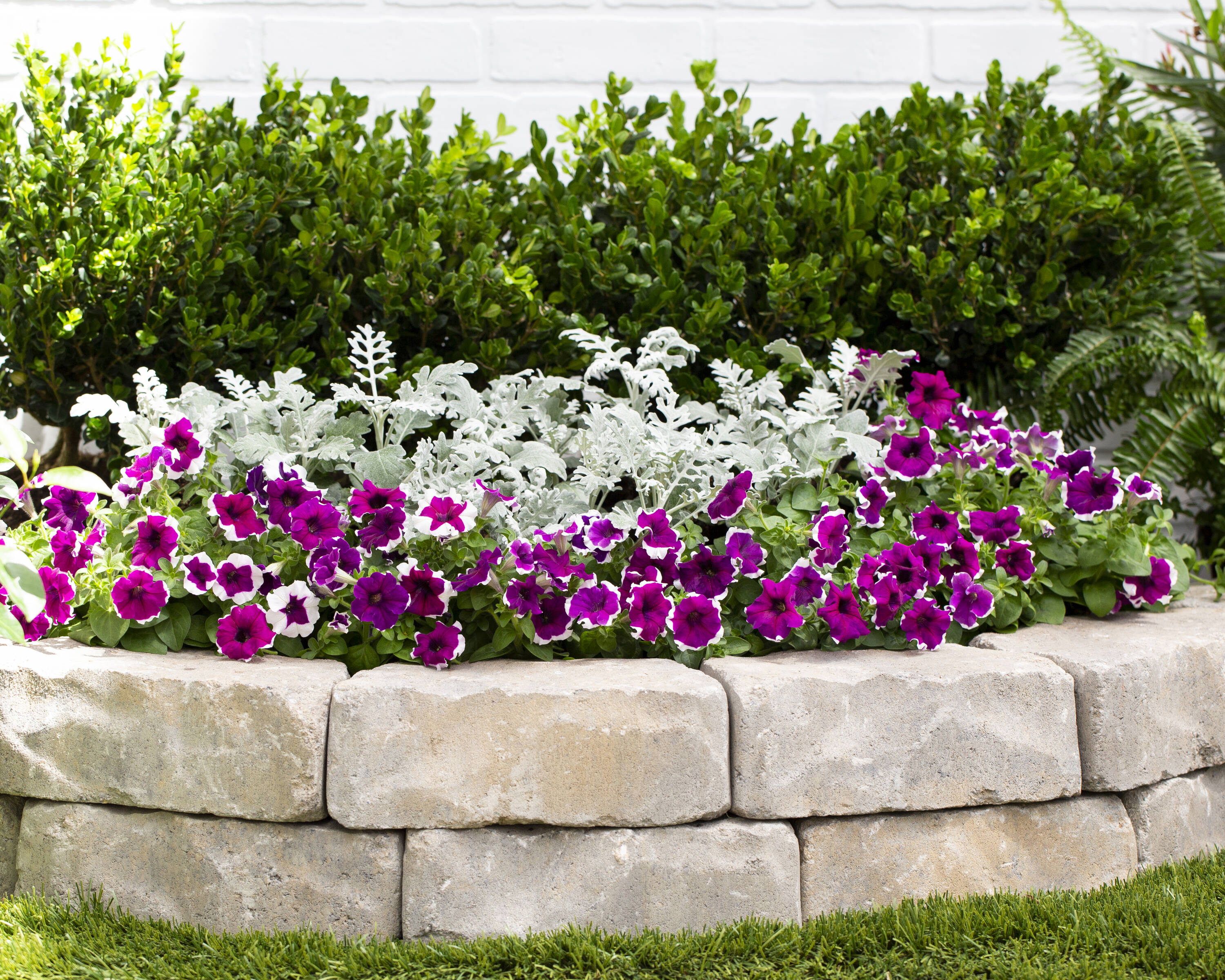 Lowe's 421930 annuals - View #8