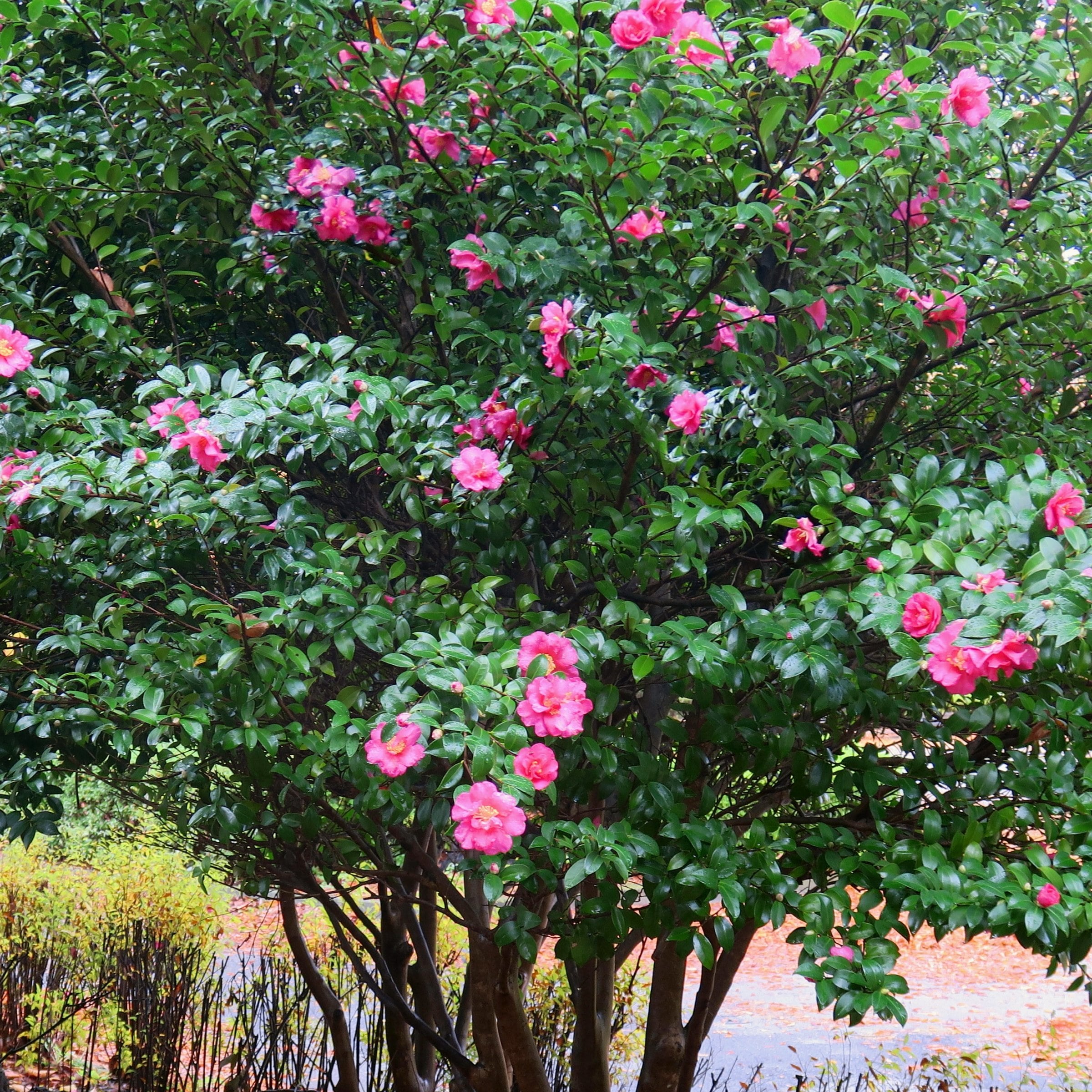 National Plant Network LW2800 shrubs - View #4