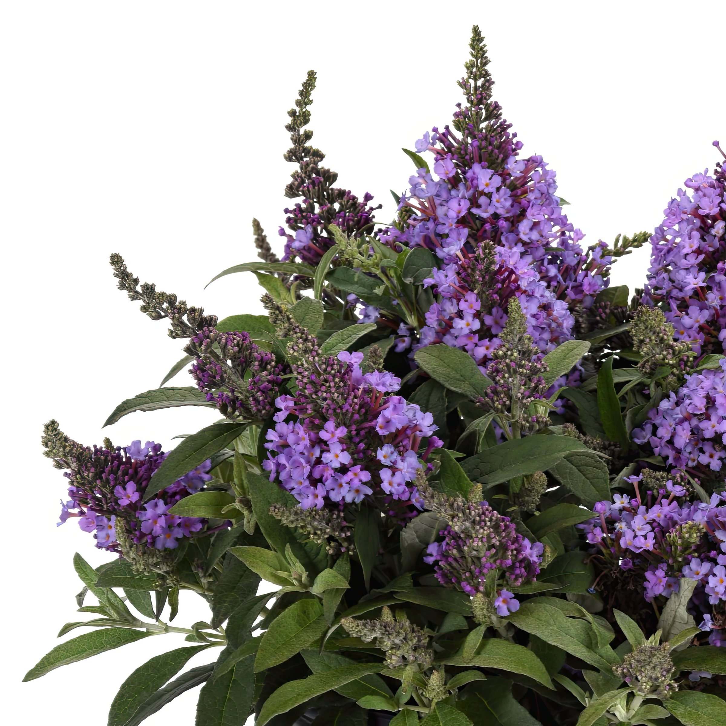 National Plant Network LW1963 Buddleia Chrysalis Dwarf Butterfly Steel Blue Flowering Shrub in 3 -Pack Pot 3 -Pack with Purple Blooms
