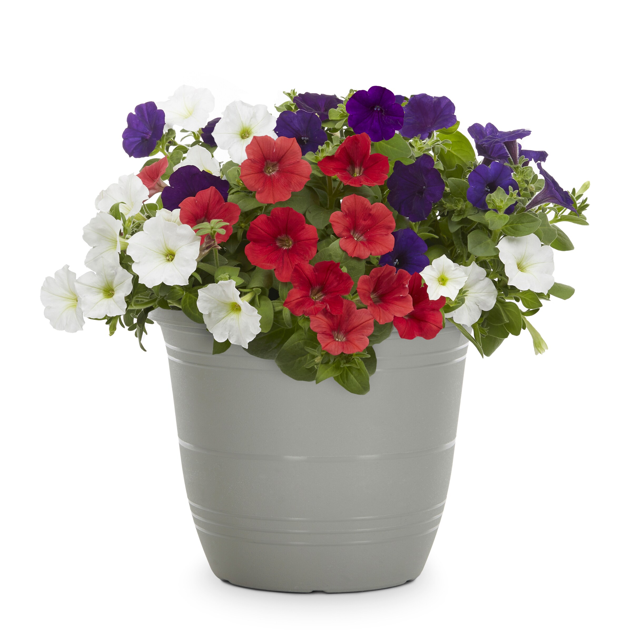 Lowe's NURSERY annuals - View #6
