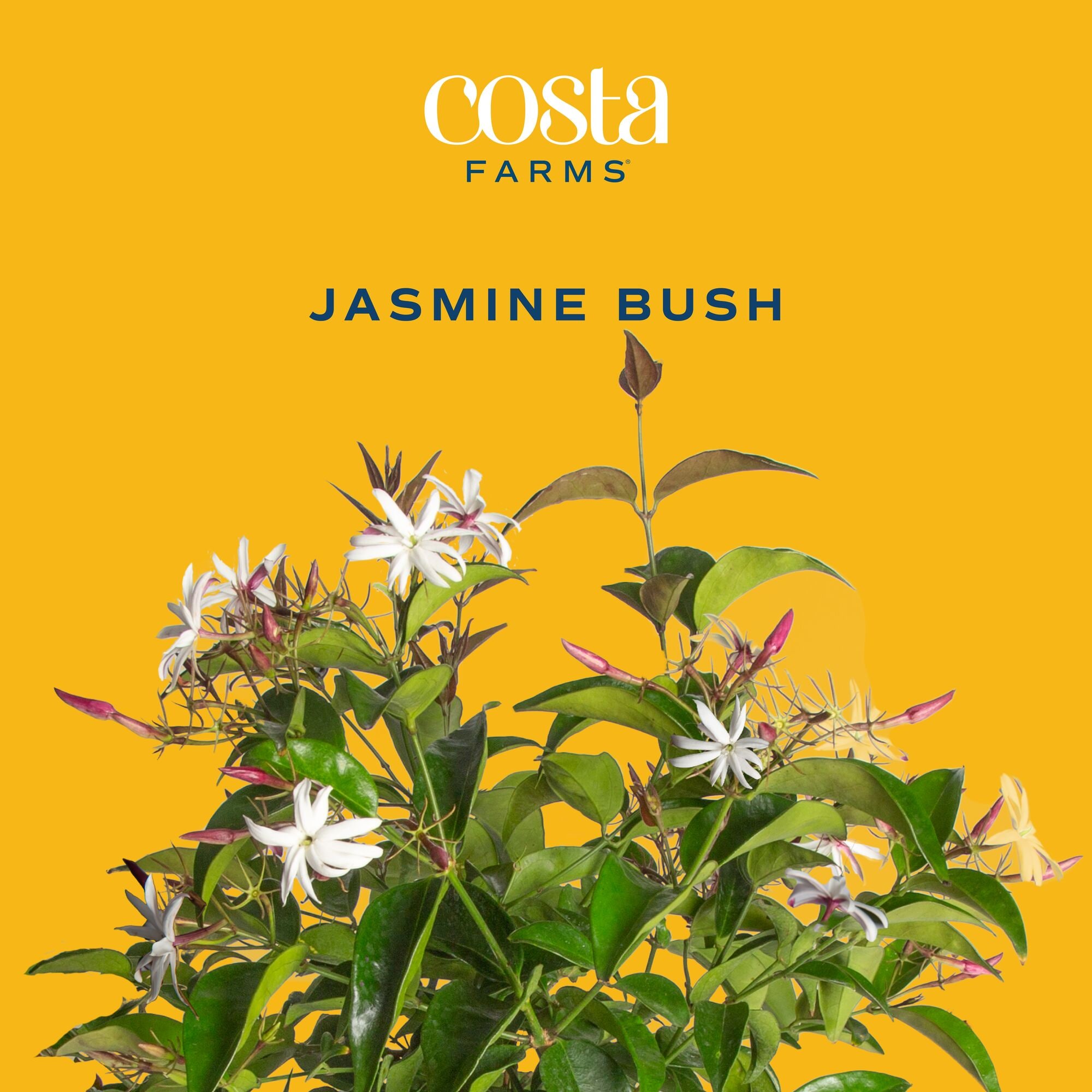 Costa Farms L-JAS-G-POT-01-LW shrubs - View #4