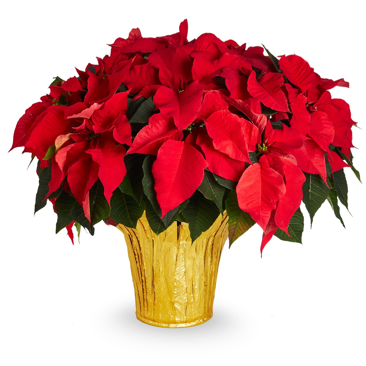 Lowe's 5340073 Fresh-Cut-Christmas-Decorations - View #3
