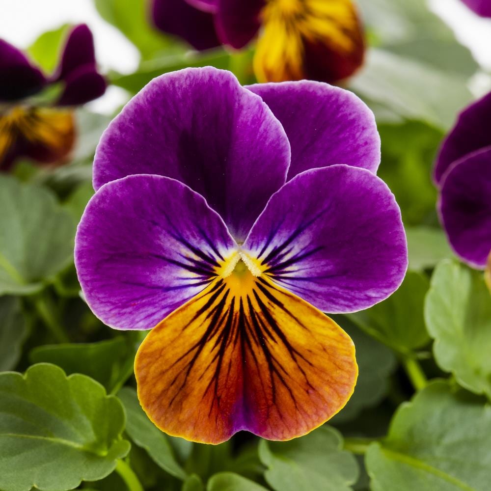 Lowe's Purple Lavender in 1.5-Gallon (s) Pot in the Perennials department  at