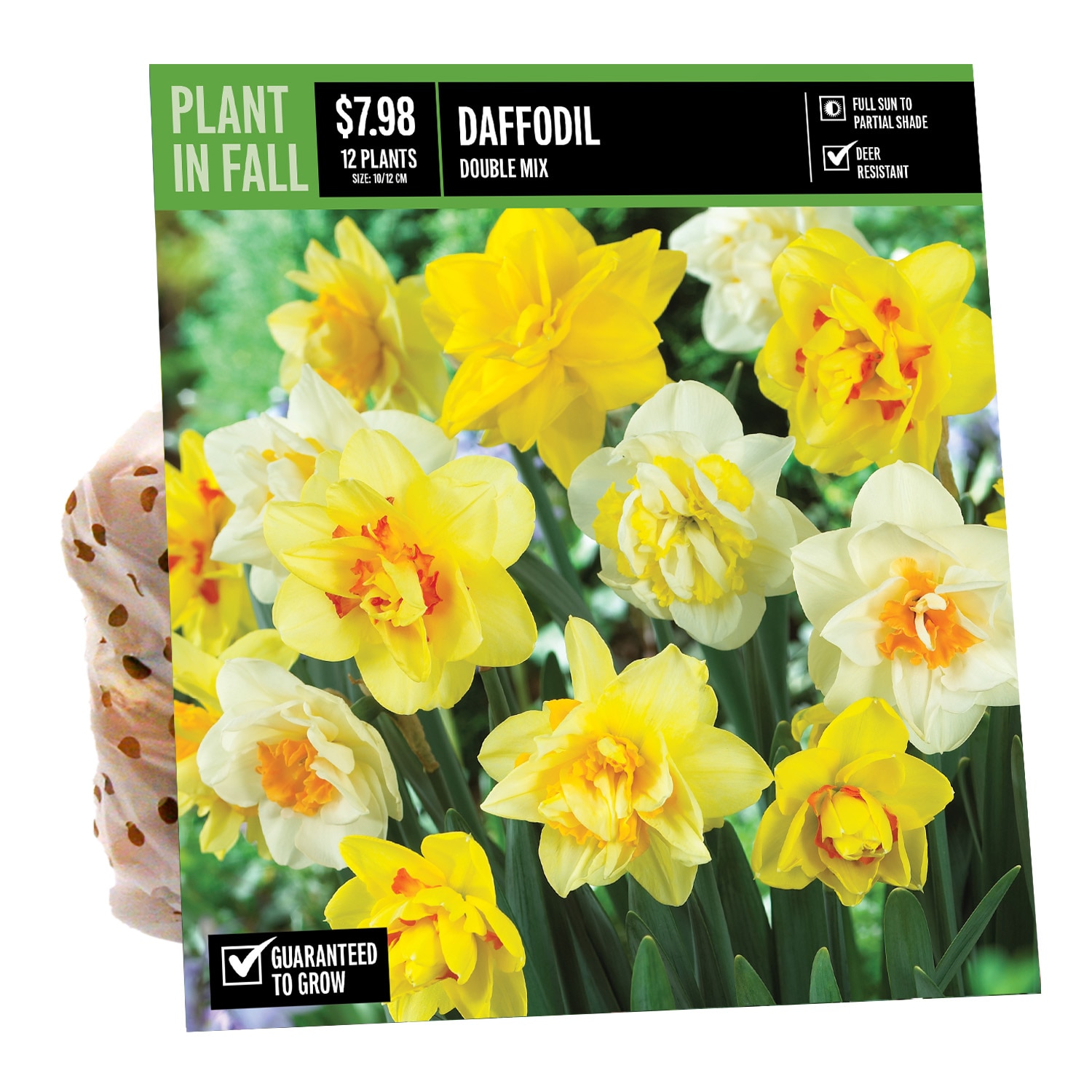  NURSERY DAFFODIL DOUBLE MIXED PBS