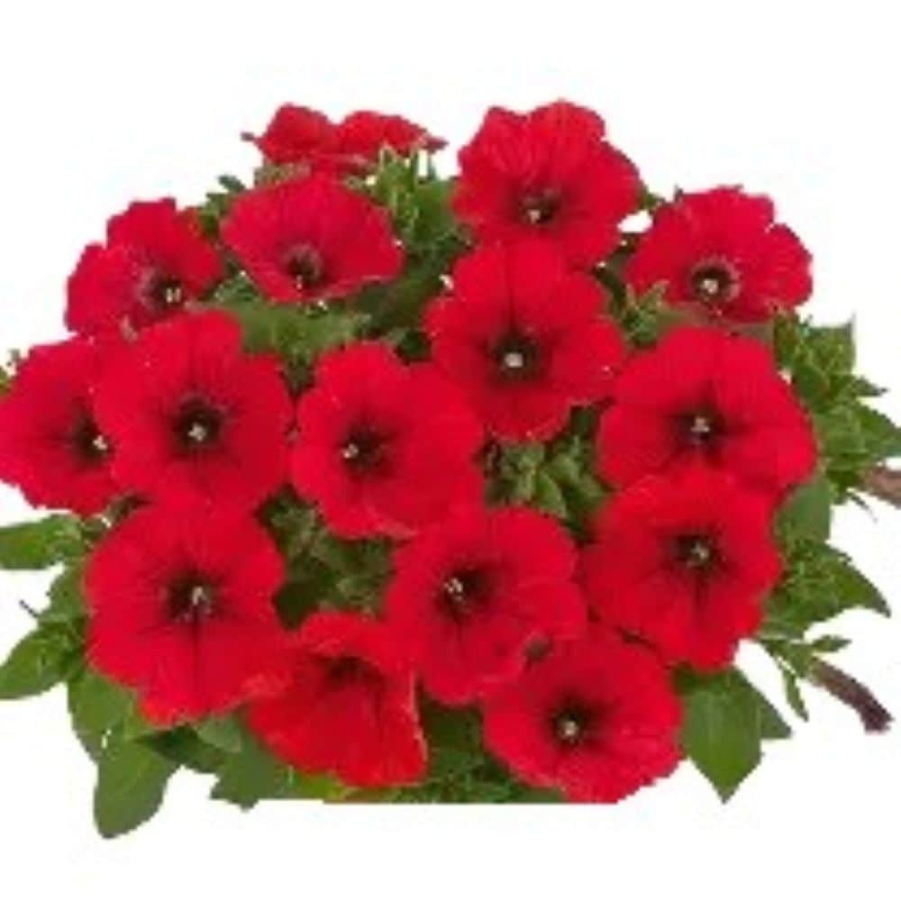 Lowe's NURSERY Red Petunia in 1 Quart(s) Pot 1 -Pack