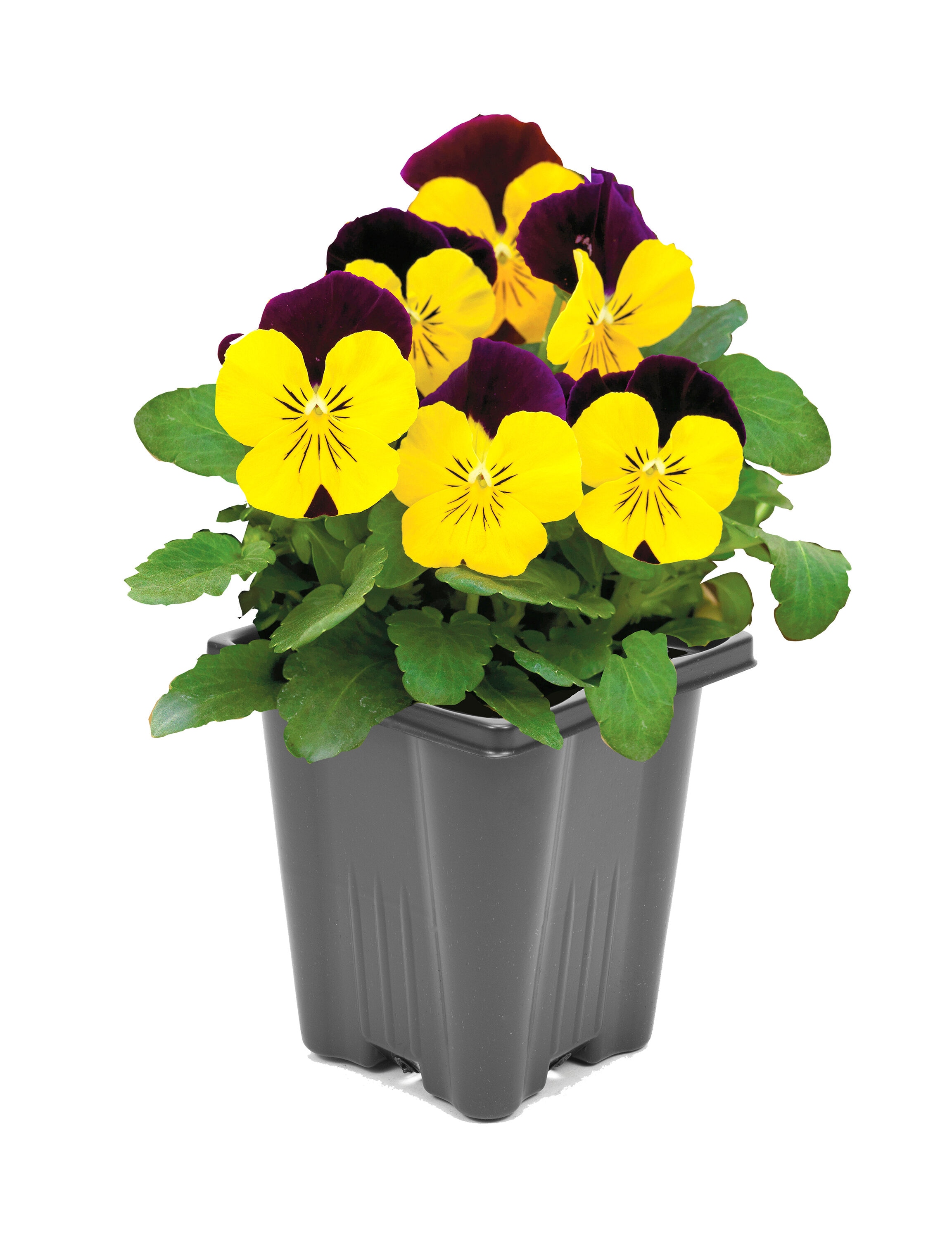  1824 annuals - View #2