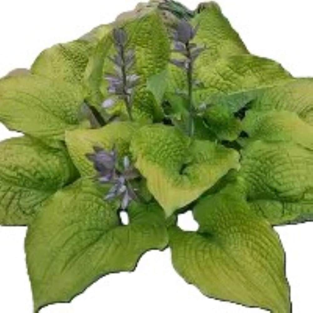 Lowe's 5197070 White Hosta Plant in 2-Quart Pot