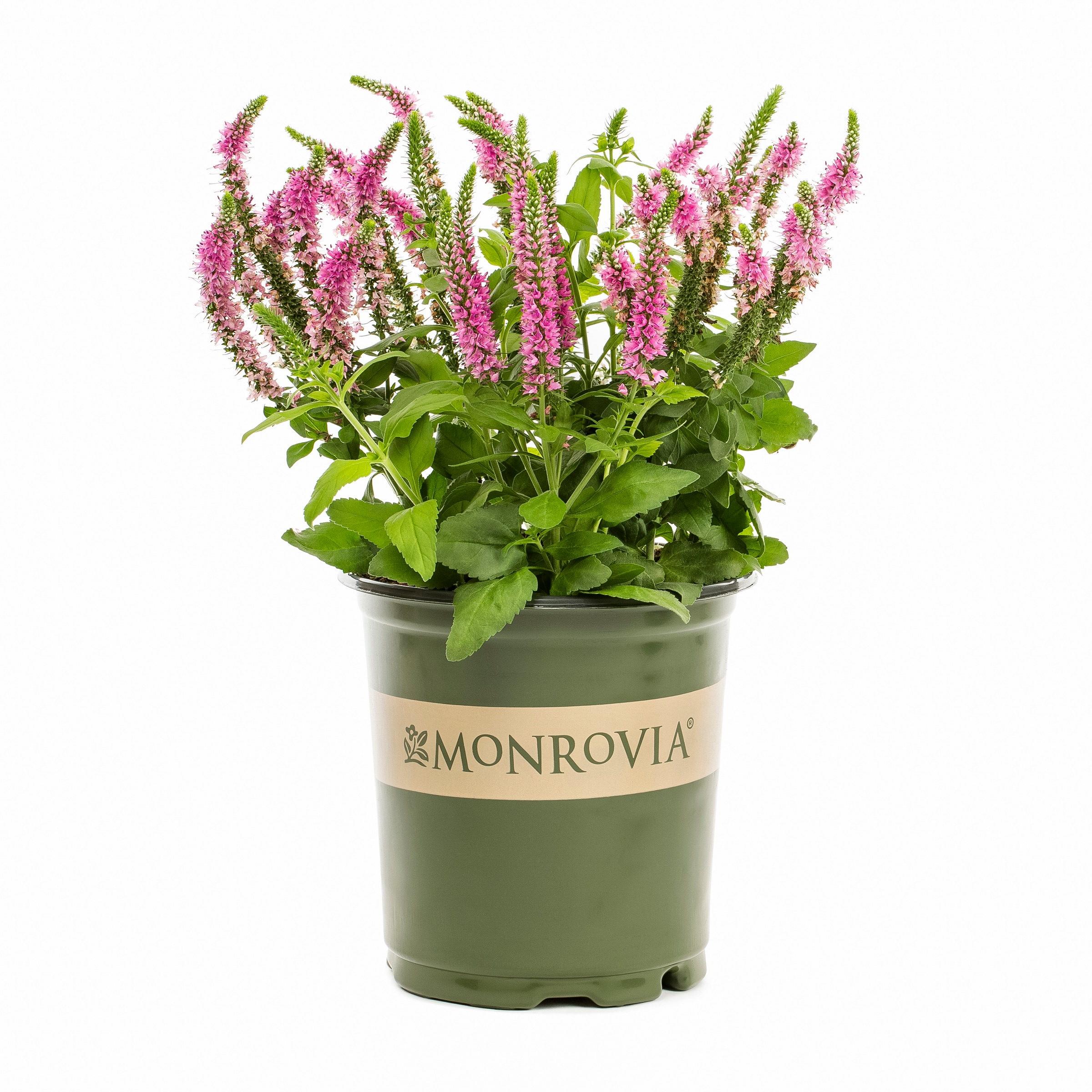 Monrovia NURSERY Multicolor Speedwell Plant in 2.5 -Quart Pot 1 -Pack