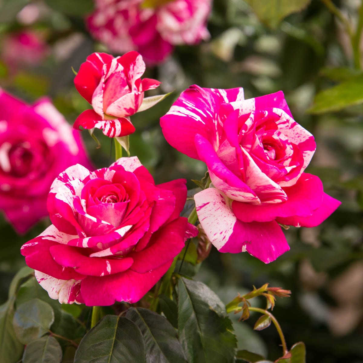 Spring Hill Nurseries 85040 roses - View #3