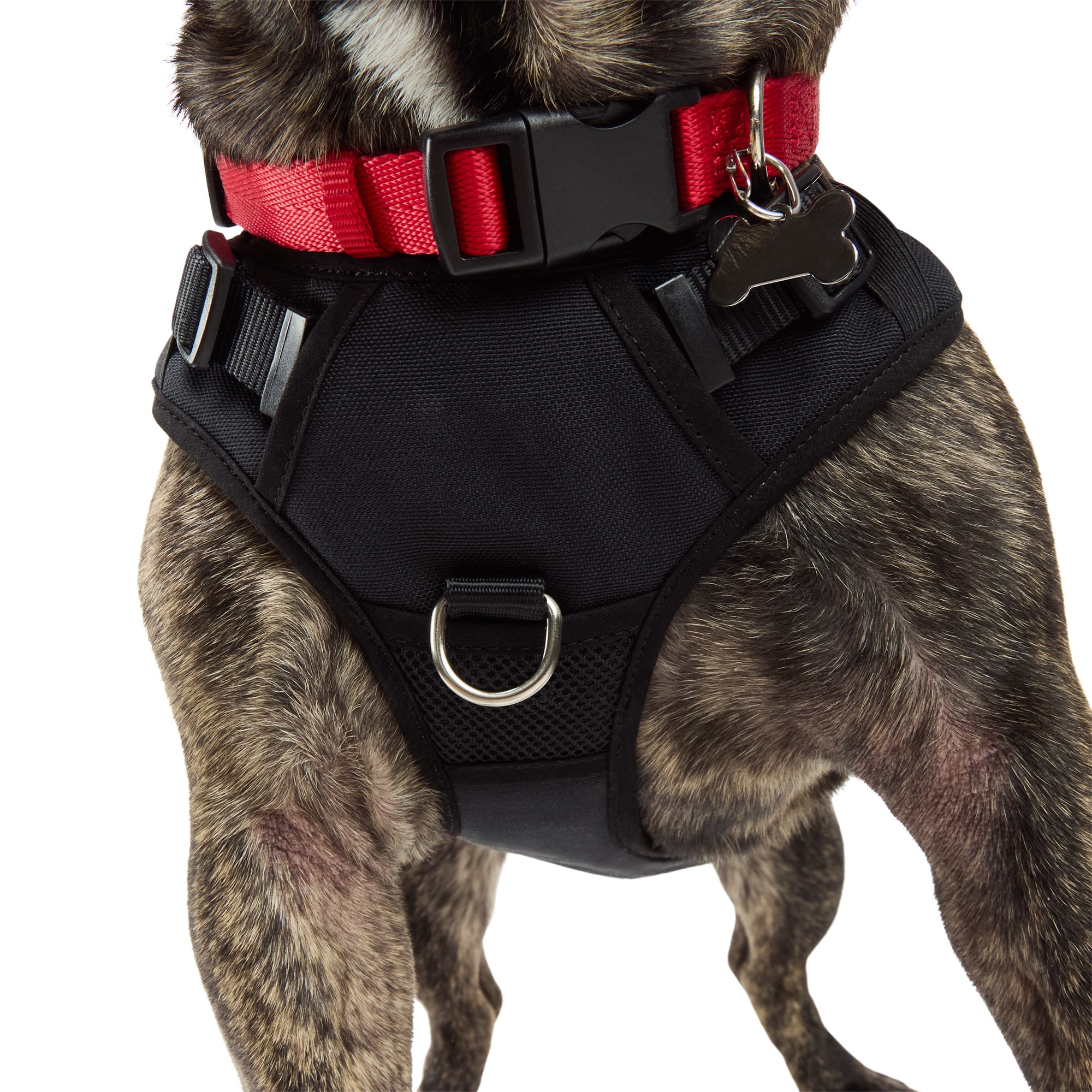 EveryYay 3936496 Dog-Collars-Harnesses - View #5