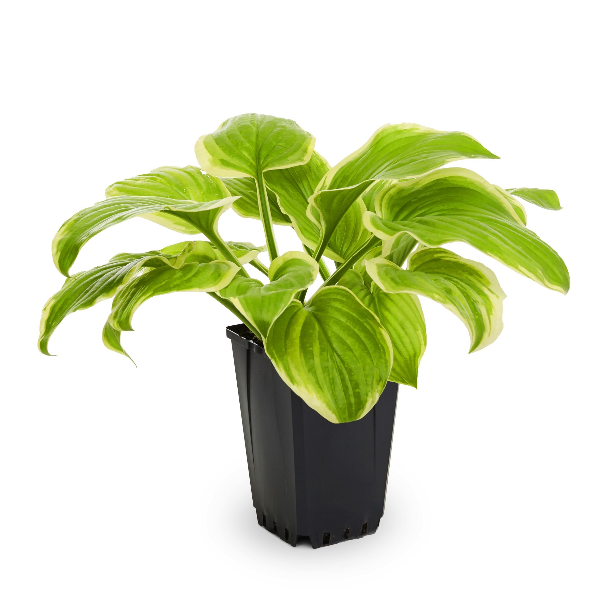 Lowe's White Plantain Lily in 1-Quart Pot in the Perennials department ...